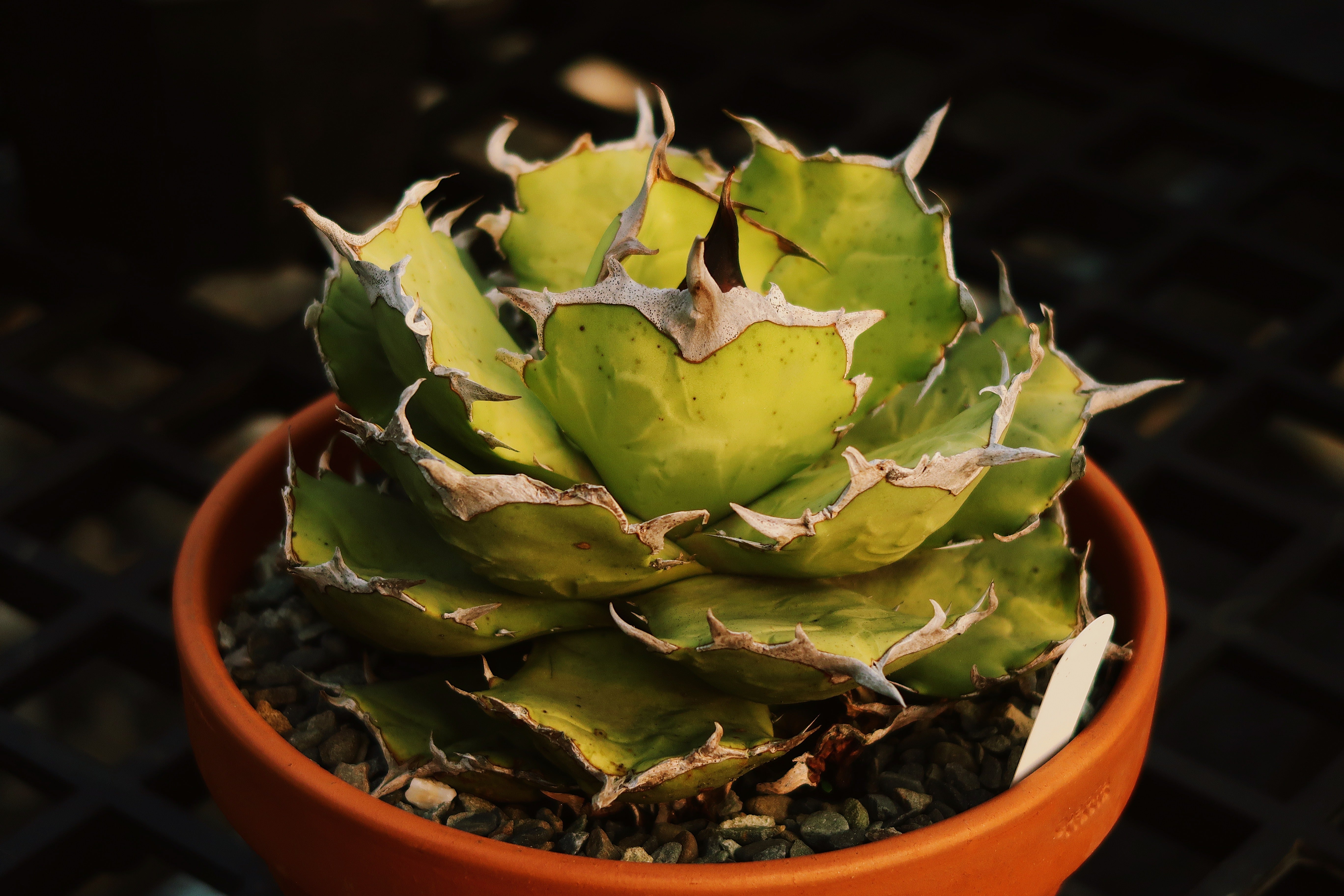 蕭窯生活工作室Xiao.Pottery手作鉢 X-6 – Caudexsan