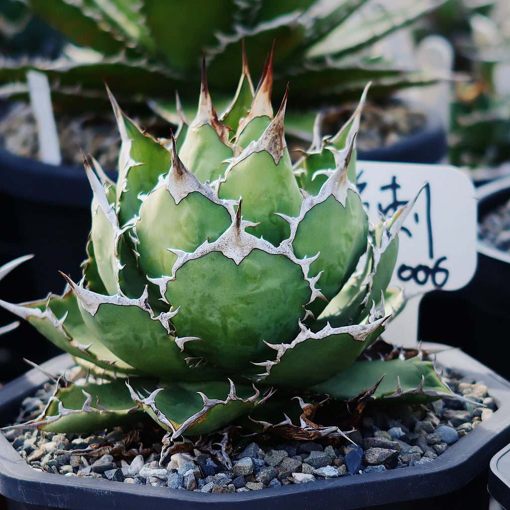 【Stano.Lab】<br>アガベ チタノタ<br> 'フィッシュ ボーン' GT-3