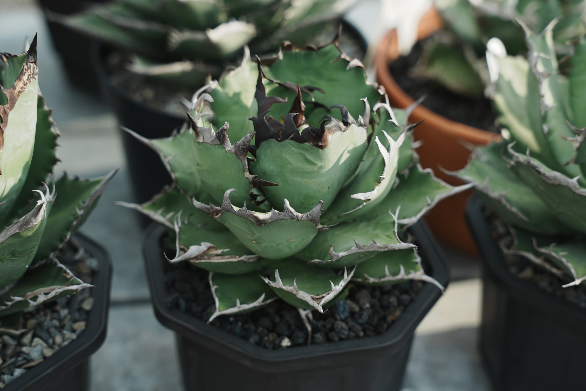 【Stano.Lab】<br>アガベ チタノタ<br> '幽霊'