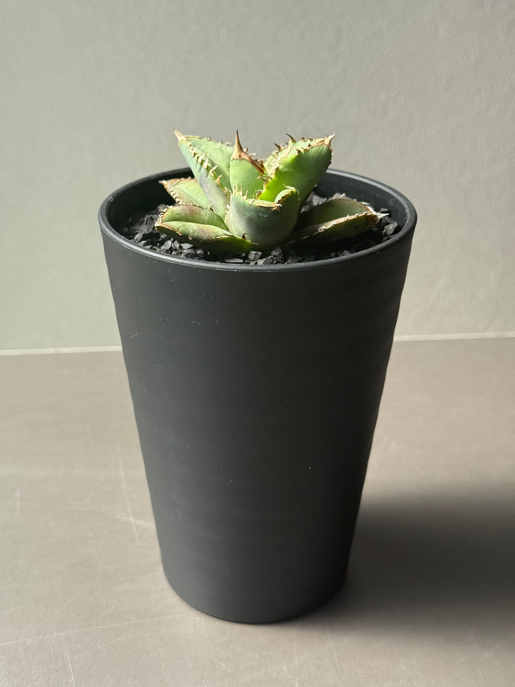 【Stano.Lab】<br>アガベ チタノタ<br> '龍瞳'