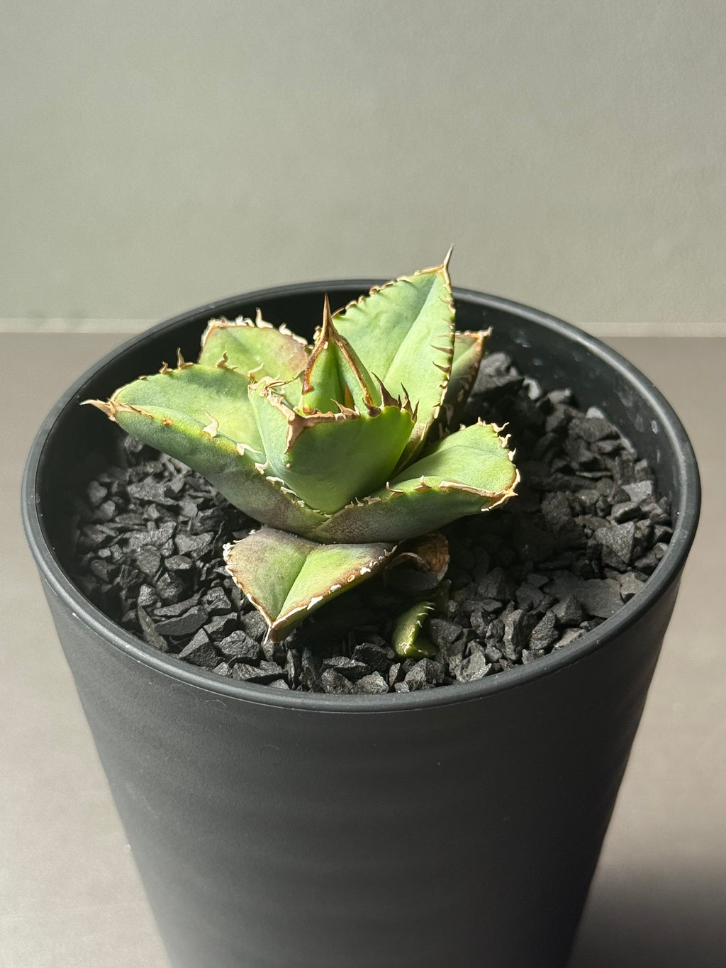 【Stano.Lab】<br>アガベ チタノタ<br> '龍瞳'