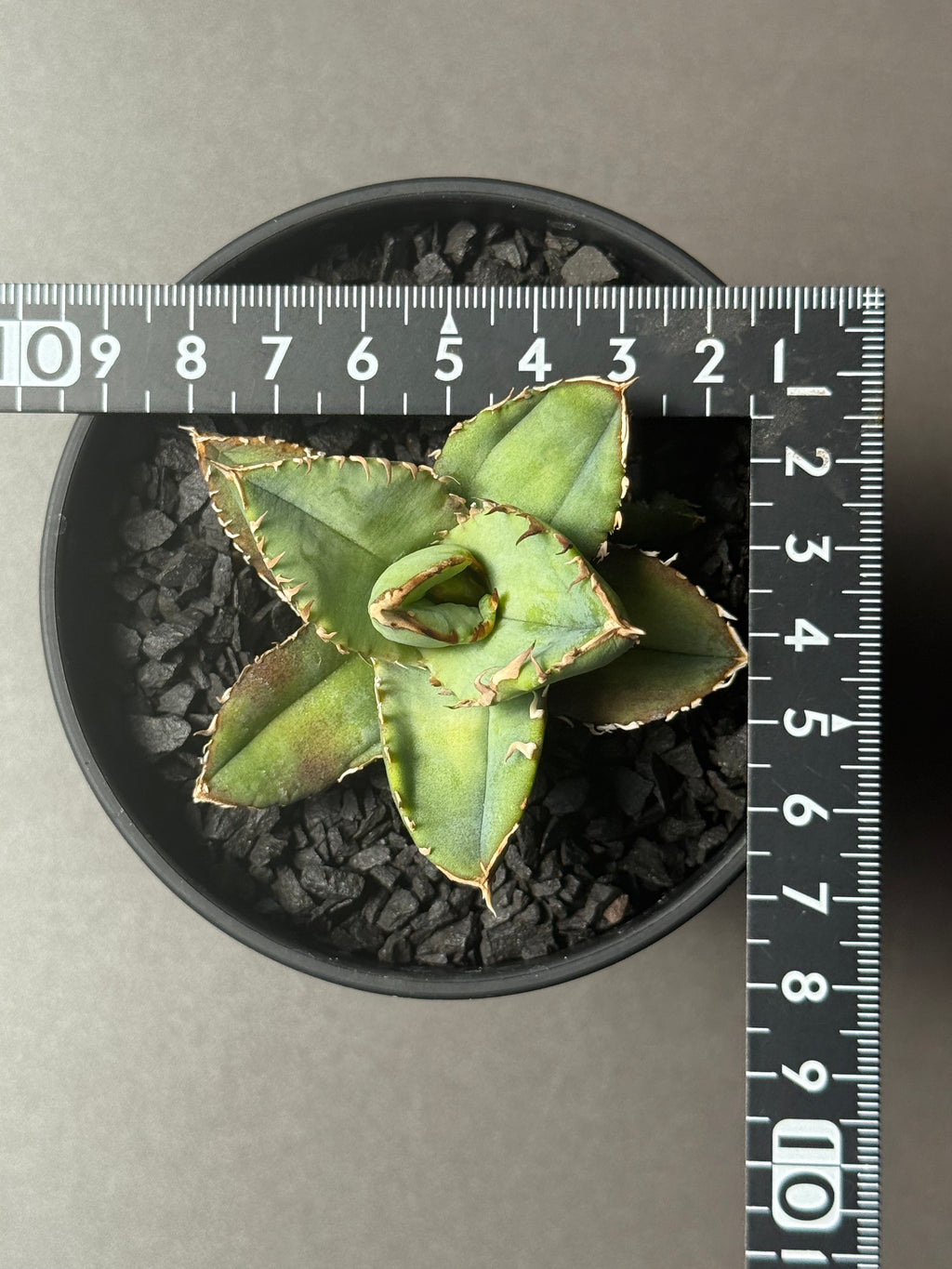 【Stano.Lab】<br>アガベ チタノタ<br> '龍瞳'