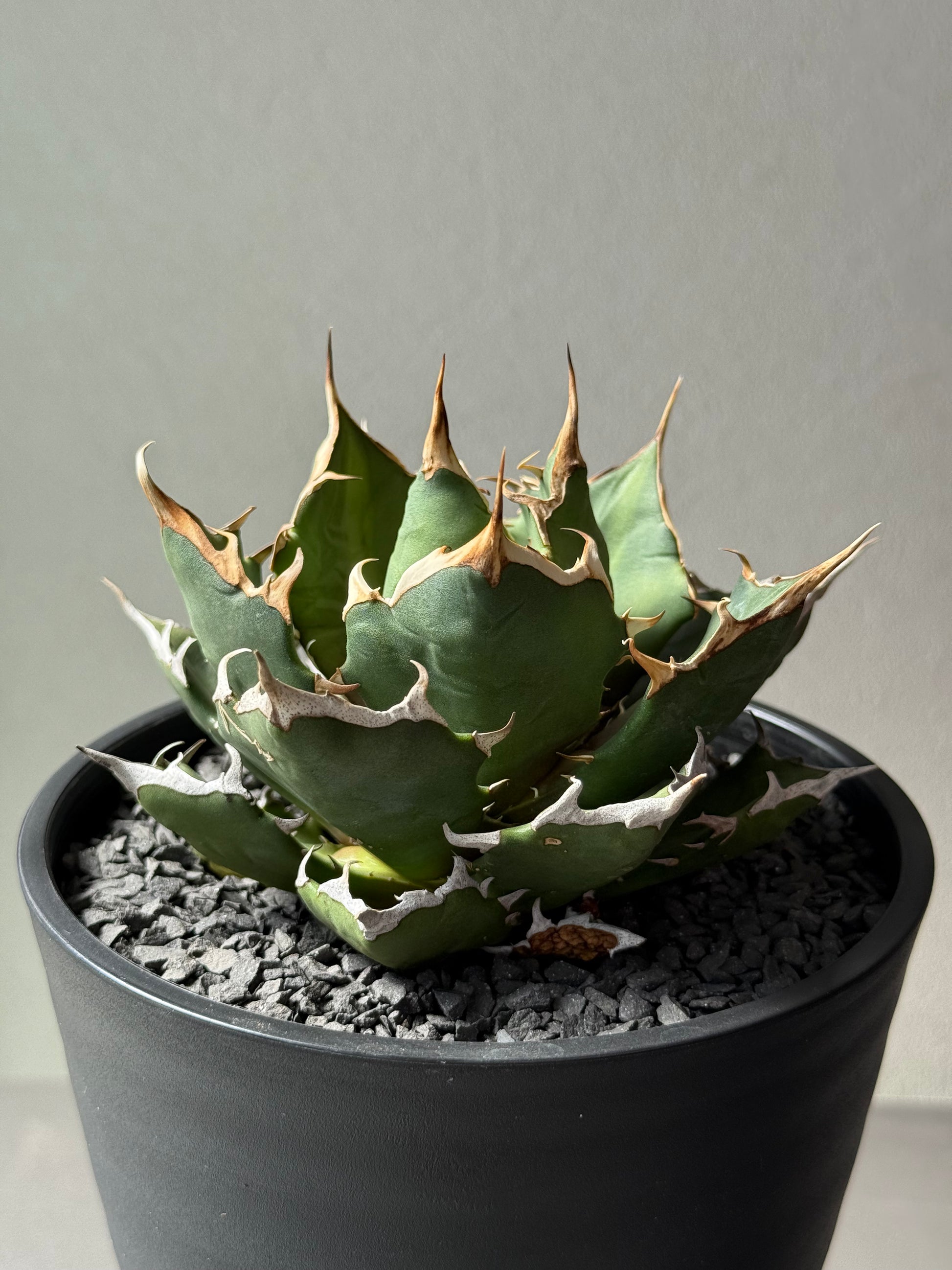 【Stano.Lab】<br>アガベ チタノタ<br> 'クレージー' GT-10