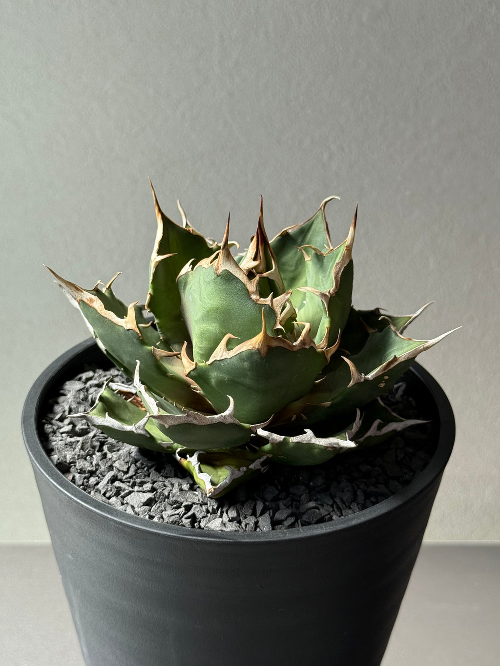 【Stano.Lab】<br>アガベ チタノタ<br> 'クレージー' GT-10