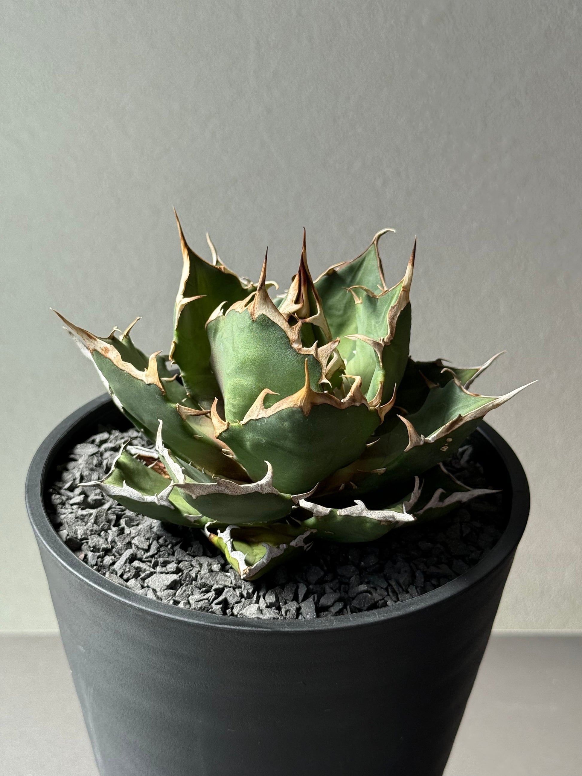 【Stano.Lab】<br>アガベ チタノタ<br> 'クレージー' GT-10