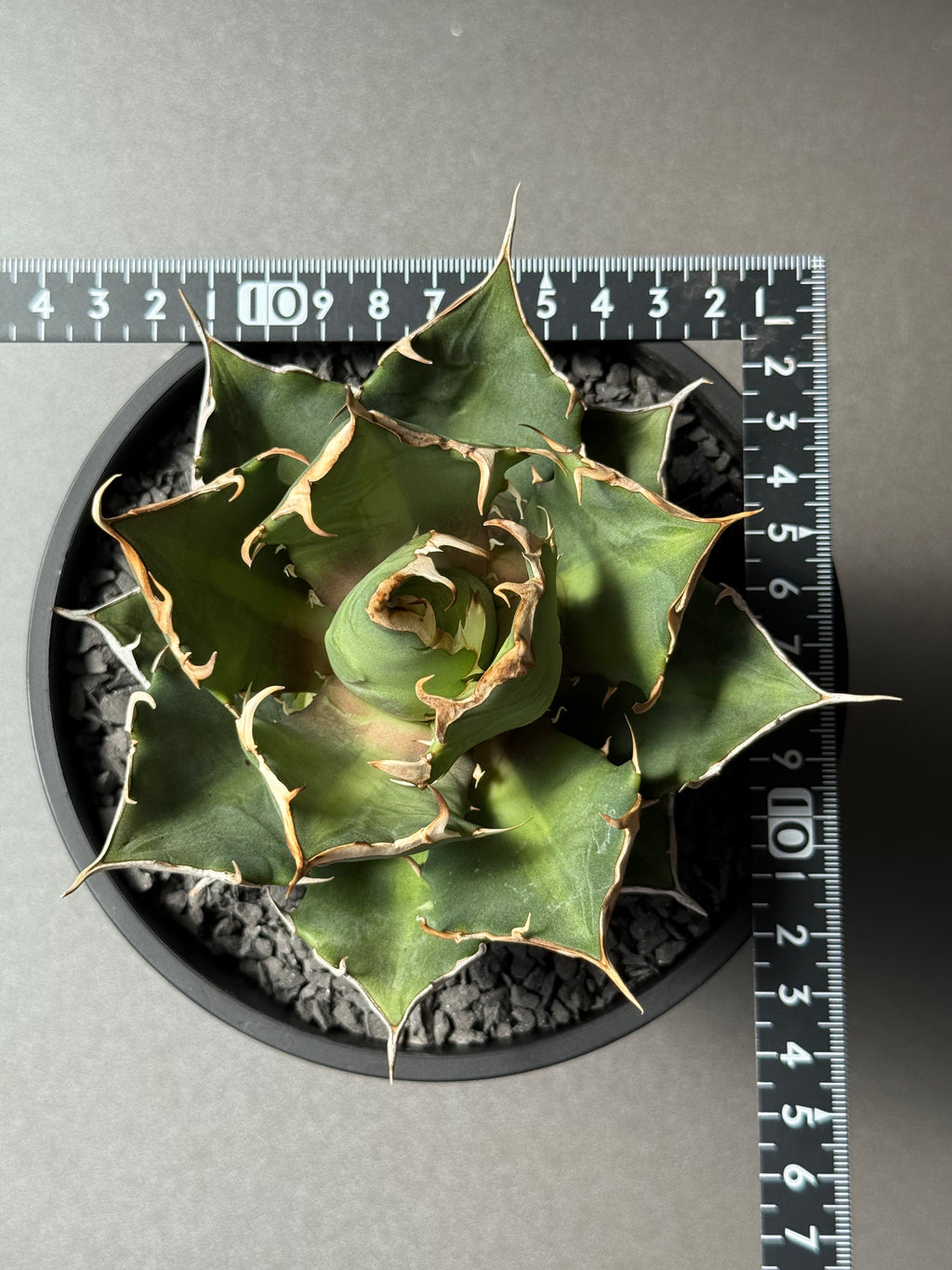 【Stano.Lab】<br>アガベ チタノタ<br> 'クレージー' GT-10