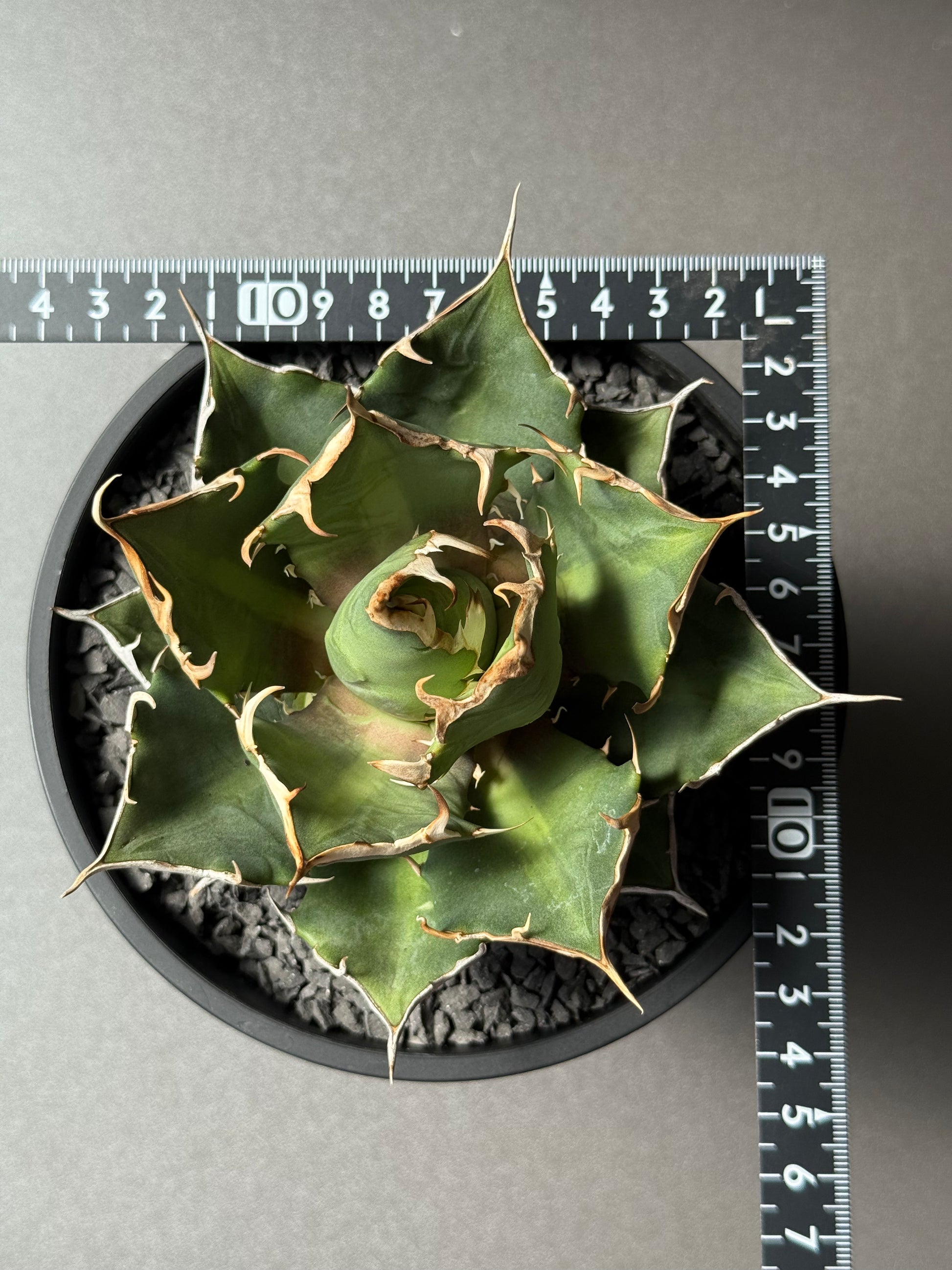 【Stano.Lab】<br>アガベ チタノタ<br> 'クレージー' GT-10