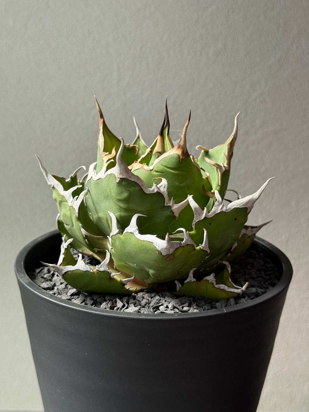 【Stano.Lab】<br>アガベ チタノタ<br> 'クレージー' GT-11