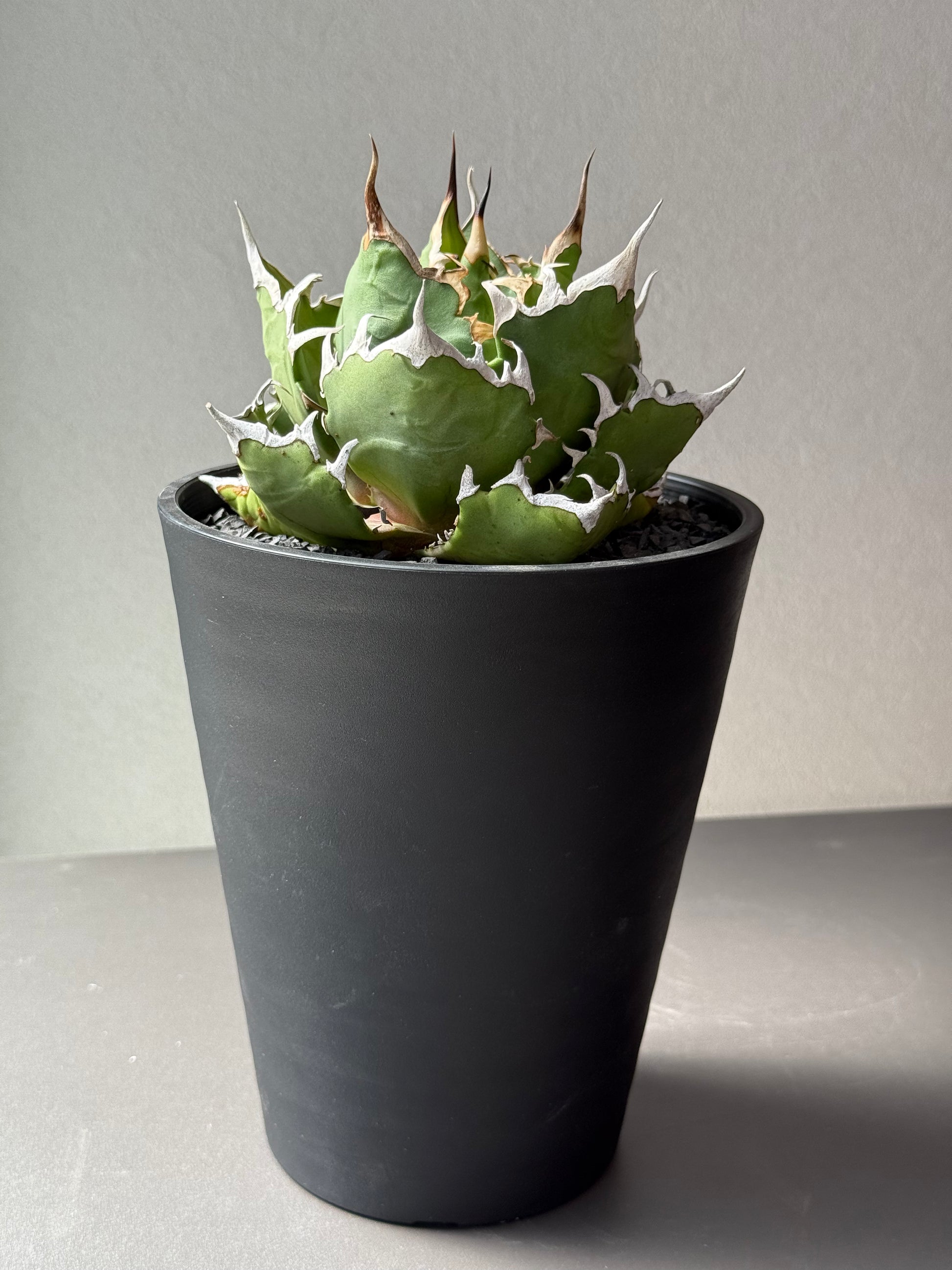 【Stano.Lab】<br>アガベ チタノタ<br> 'クレージー' GT-11