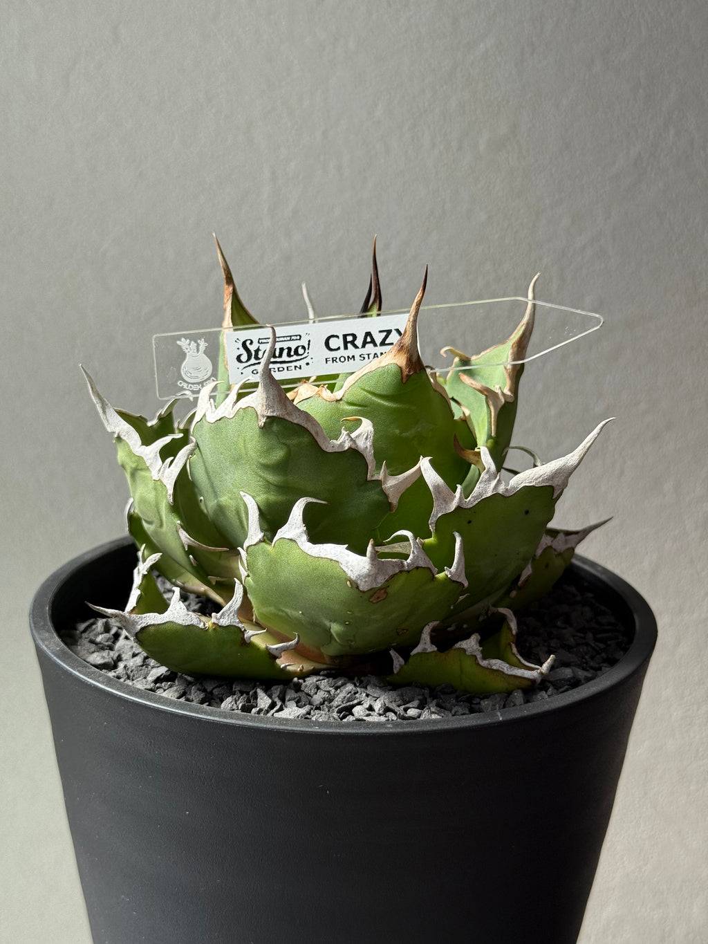 【Stano.Lab】<br>アガベ チタノタ<br> 'クレージー' GT-11