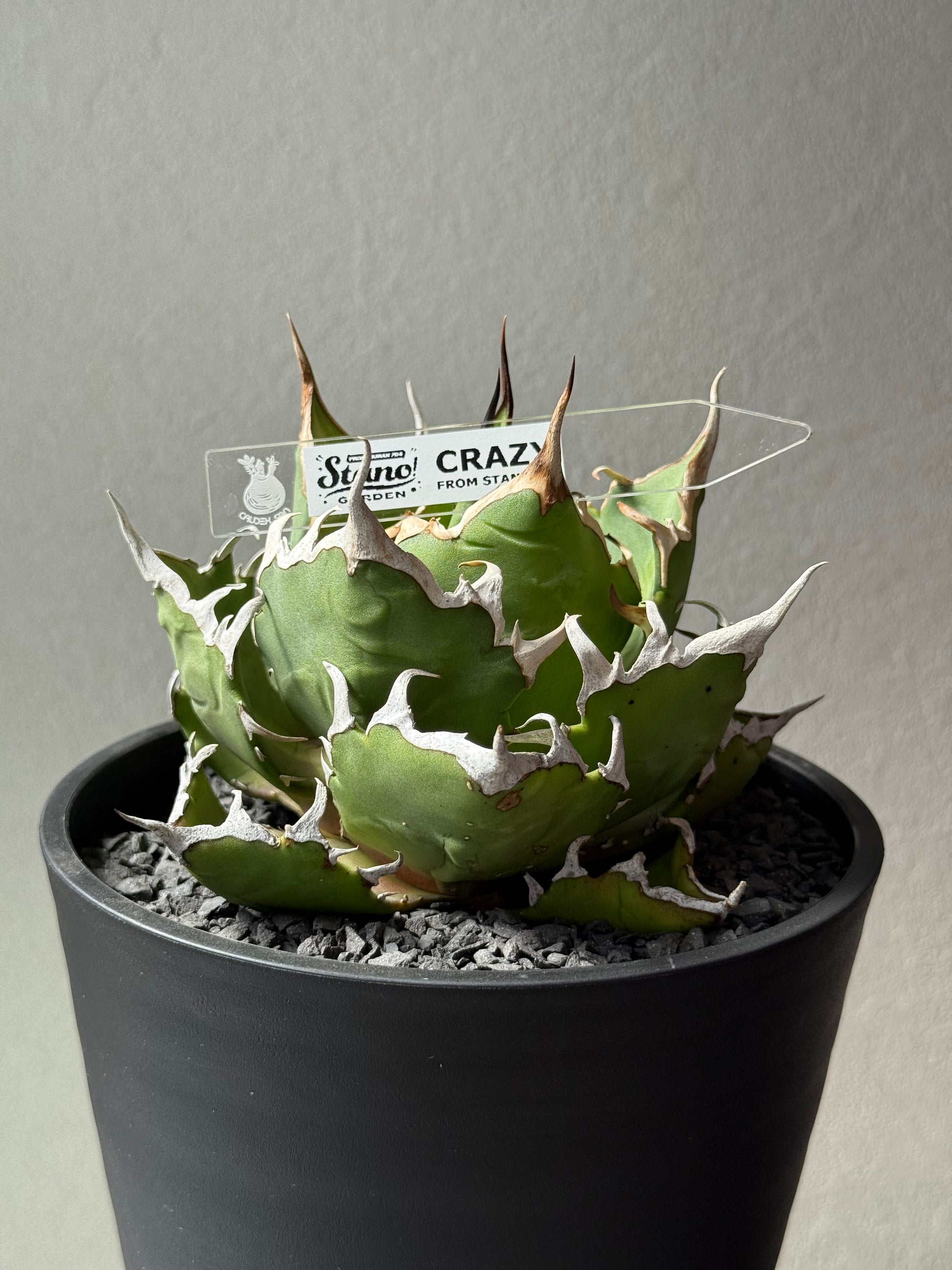 【Stano.Lab】<br>アガベ チタノタ<br> 'クレージー' GT-11