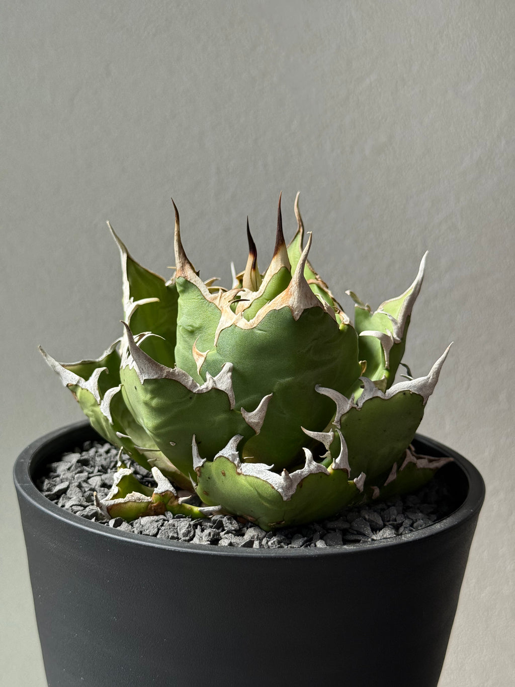 【Stano.Lab】<br>アガベ チタノタ<br> 'クレージー' GT-11