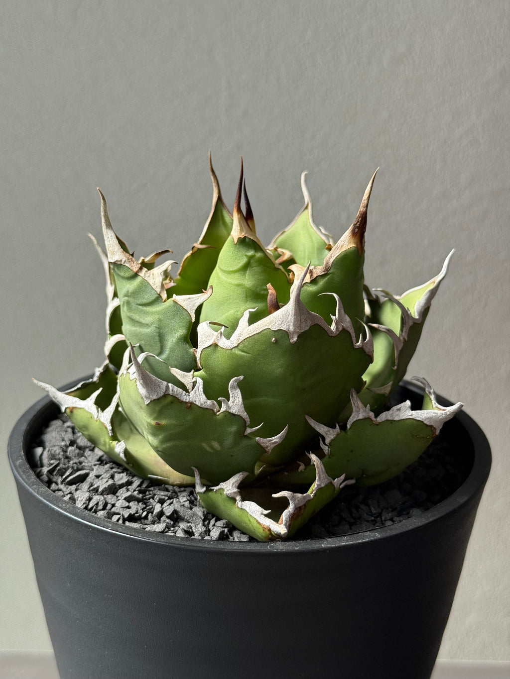 【Stano.Lab】<br>アガベ チタノタ<br> 'クレージー' GT-11