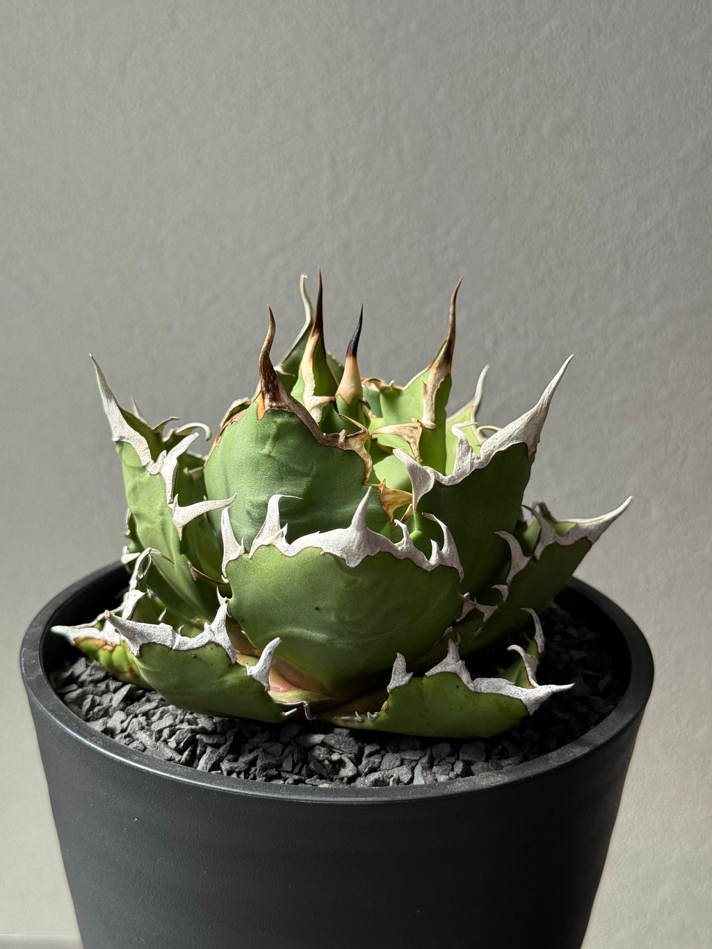 【Stano.Lab】<br>アガベ チタノタ<br> 'クレージー' GT-11