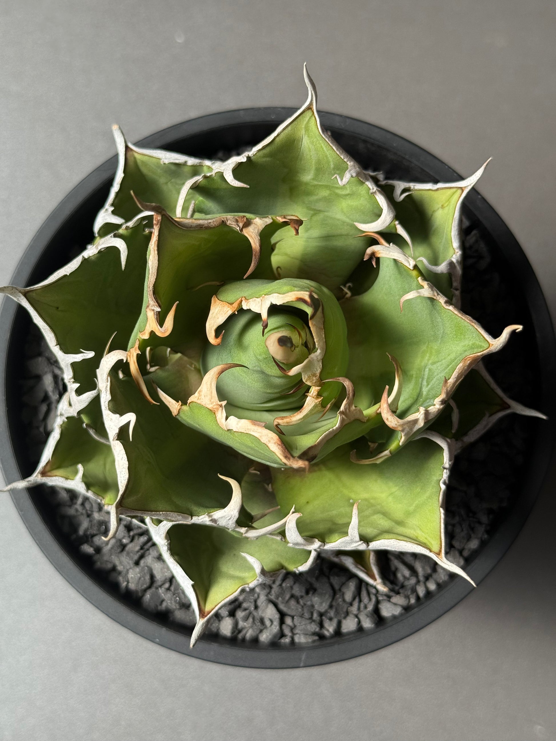 【Stano.Lab】<br>アガベ チタノタ<br> 'クレージー' GT-11