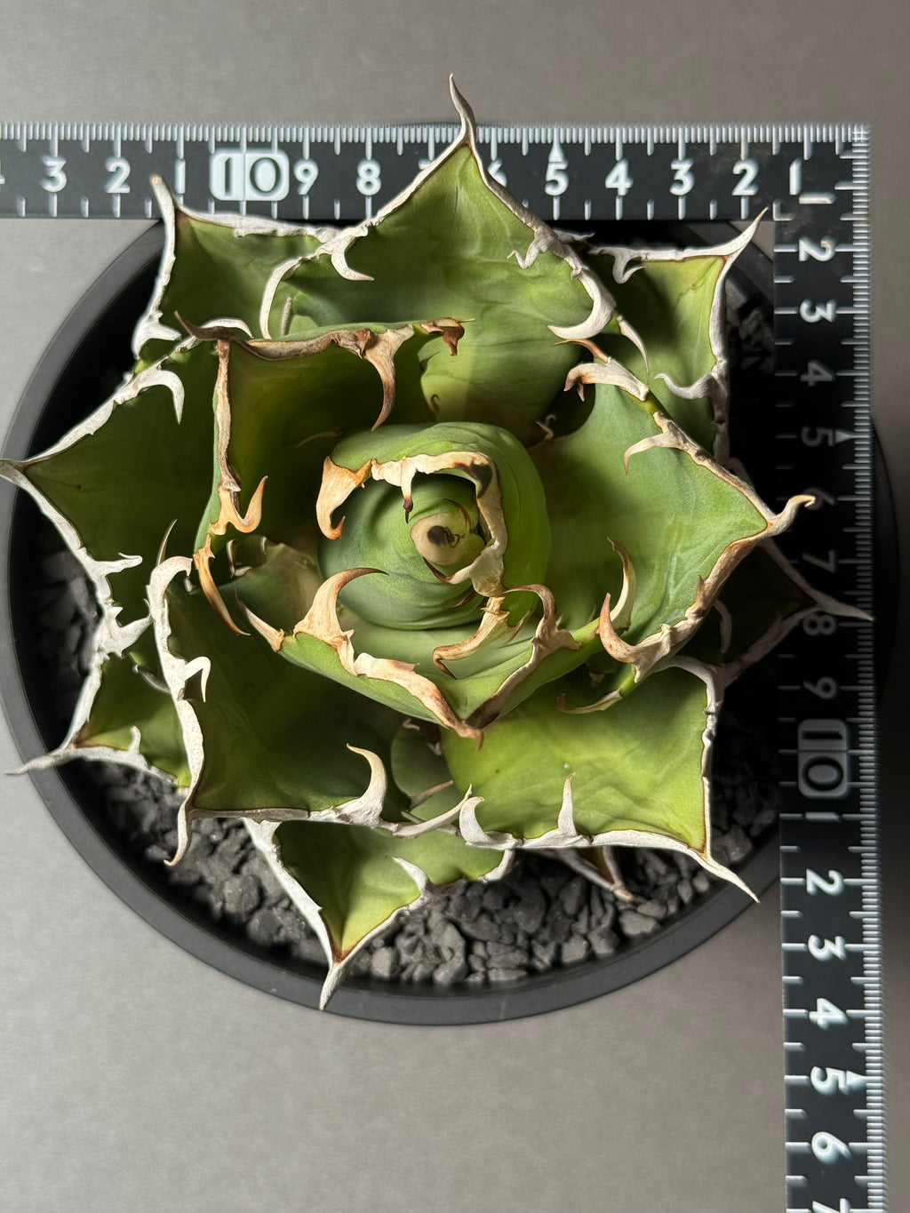 【Stano.Lab】<br>アガベ チタノタ<br> 'クレージー' GT-11