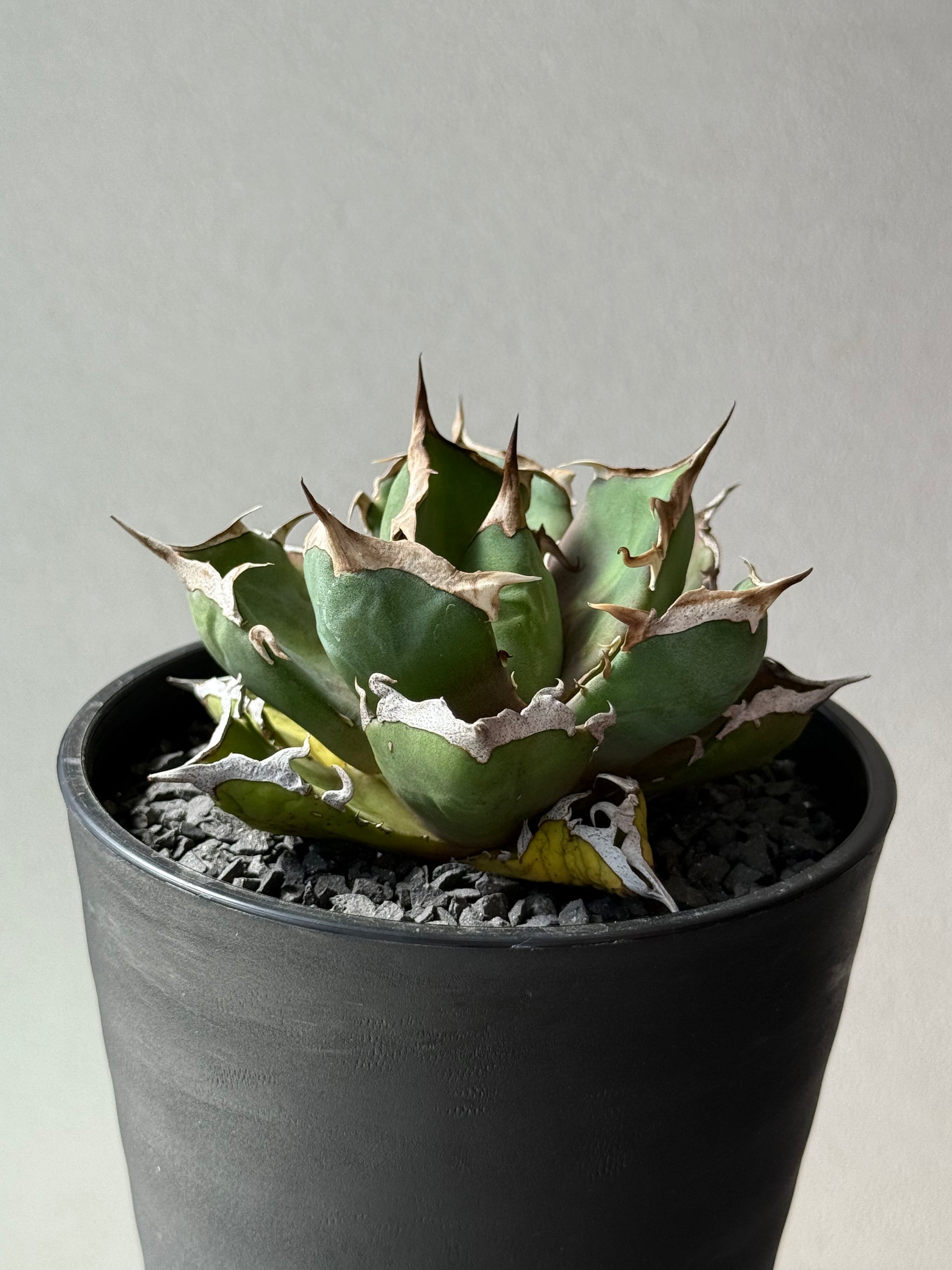 【Stano.Lab】<br>アガベ チタノタ<br> '鬼爪'