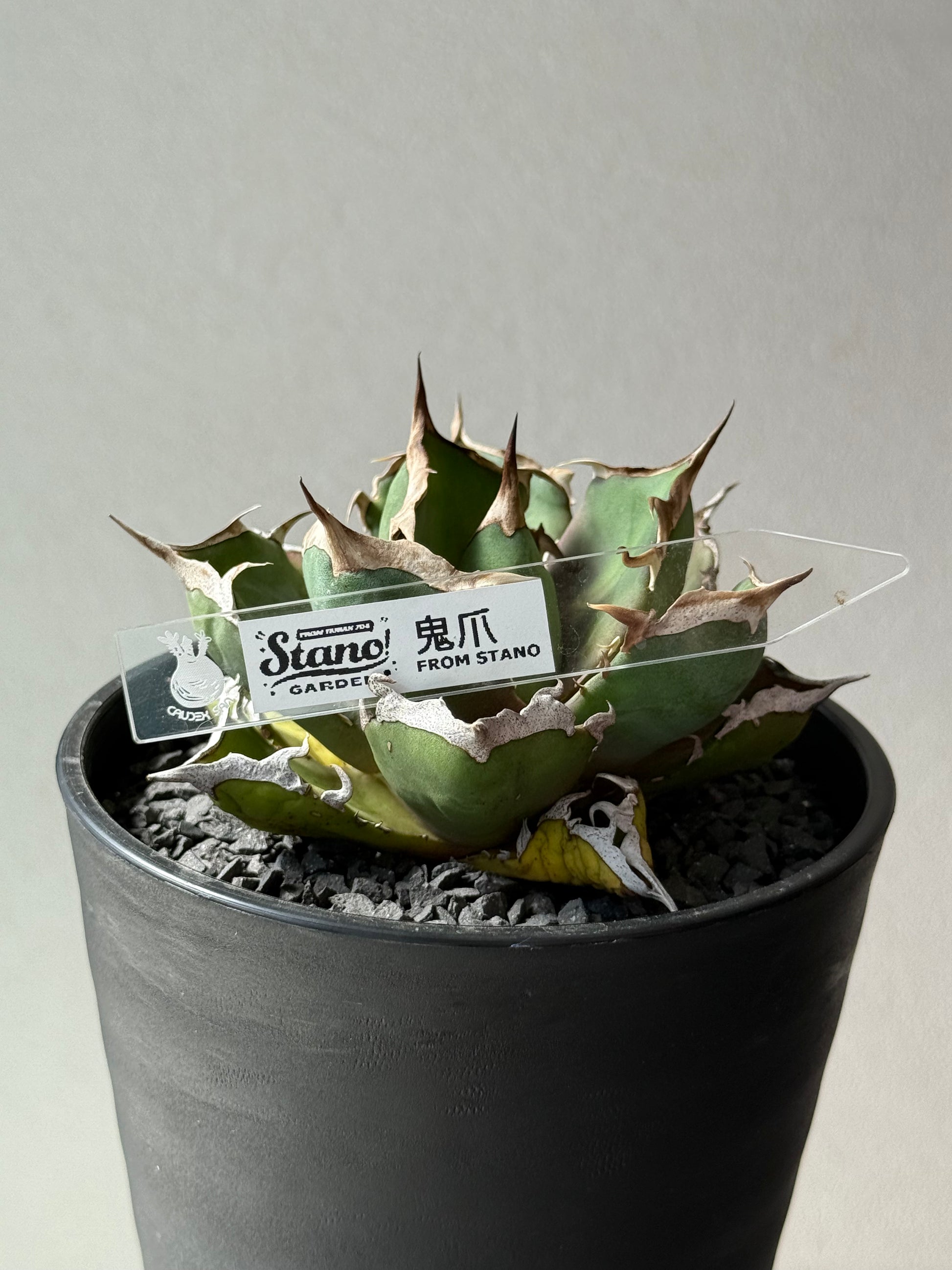 【Stano.Lab】<br>アガベ チタノタ<br> '鬼爪'