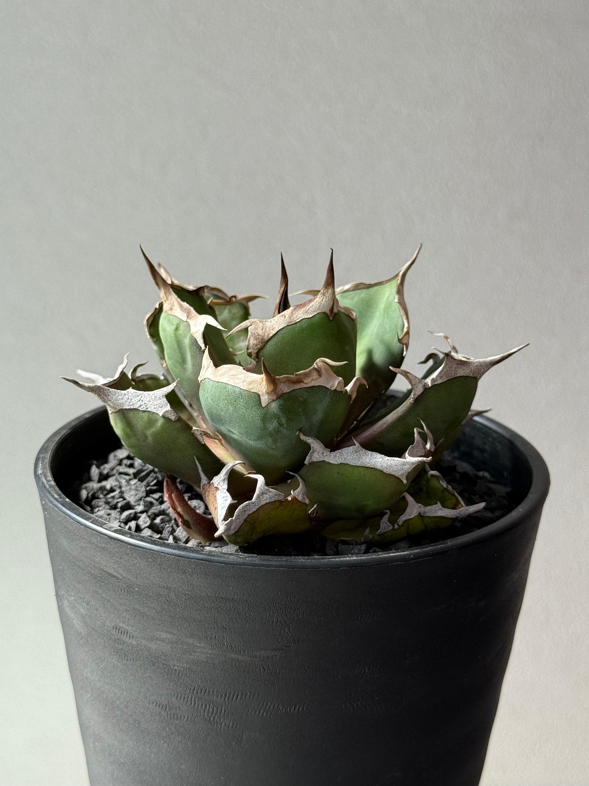 【Stano.Lab】<br>アガベ チタノタ<br> '鬼爪'