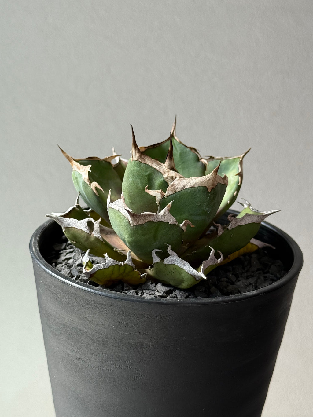 【Stano.Lab】<br>アガベ チタノタ<br> '鬼爪'