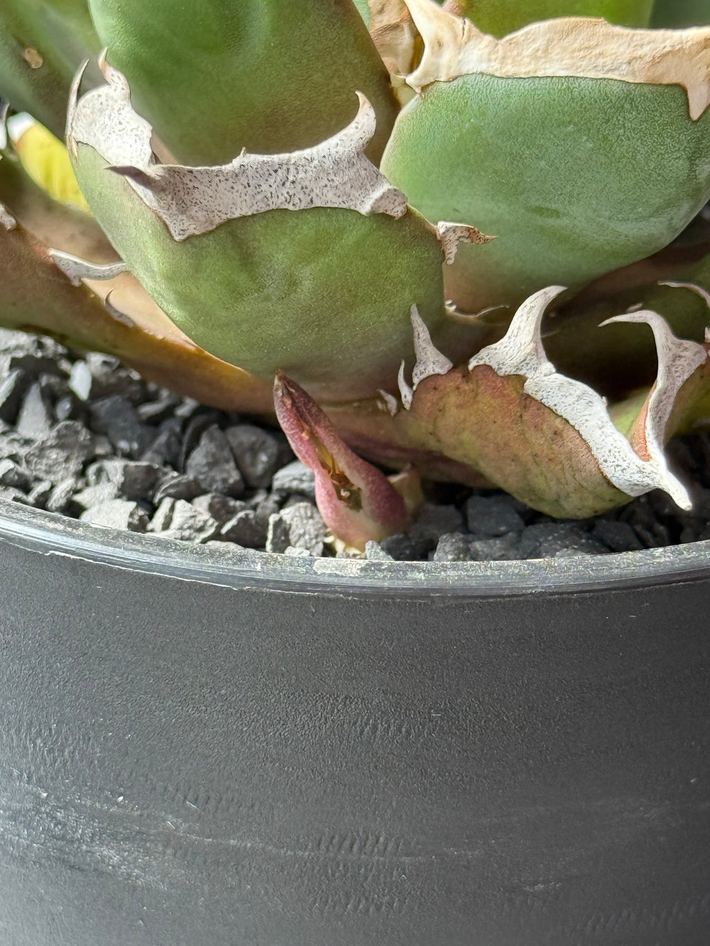 【Stano.Lab】<br>アガベ チタノタ<br> '鬼爪'