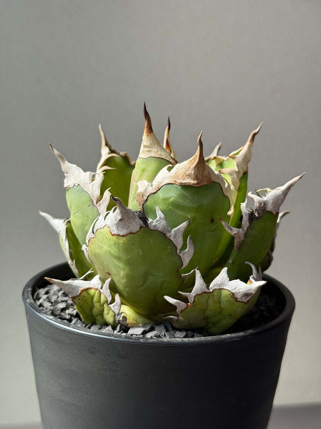 【Stano.Lab】<br>アガベ チタノタ<br> 'レッド　キャッツ' GT-13