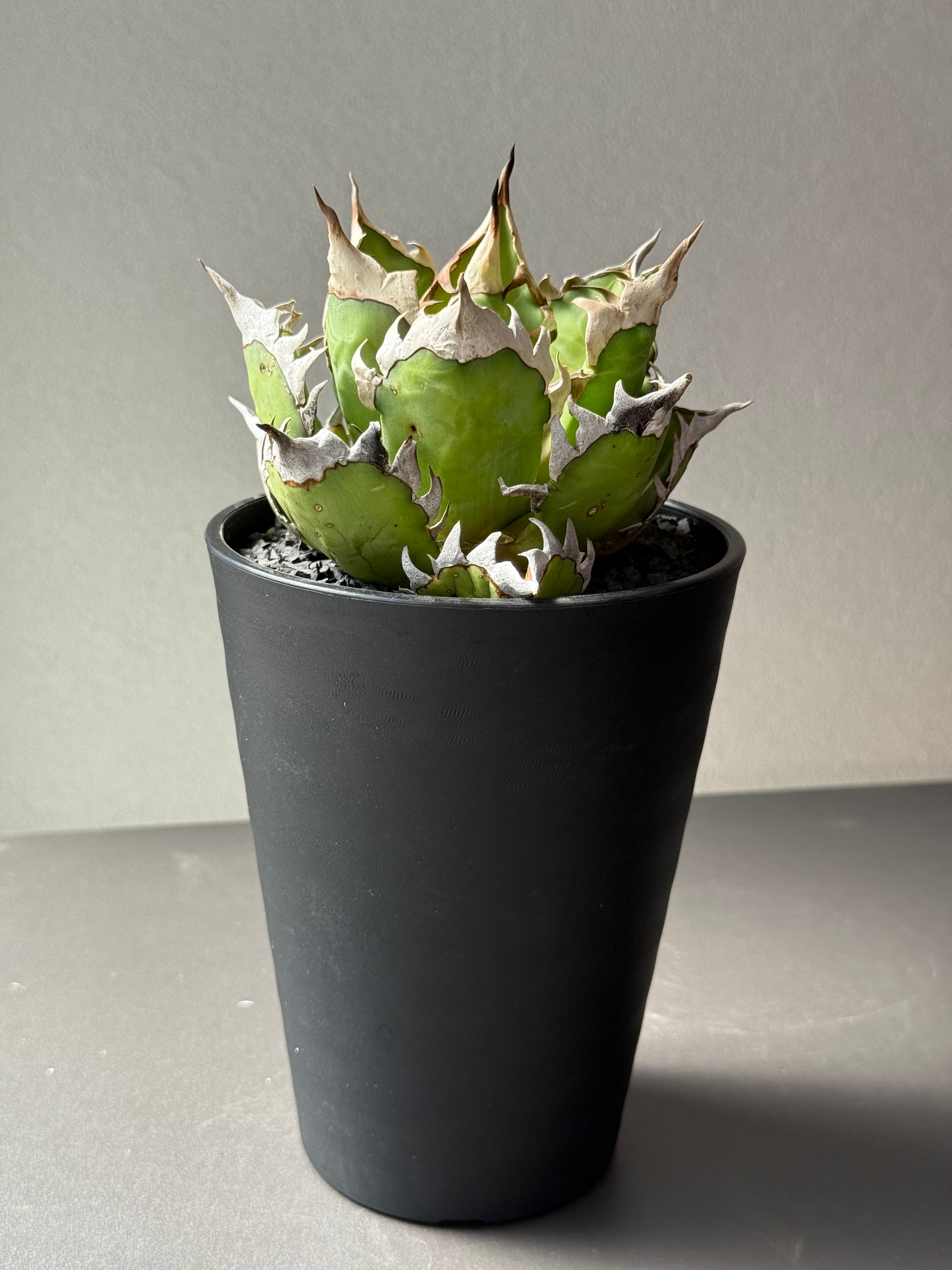 【Stano.Lab】<br>アガベ チタノタ<br> 'レッド　キャッツ' GT-13