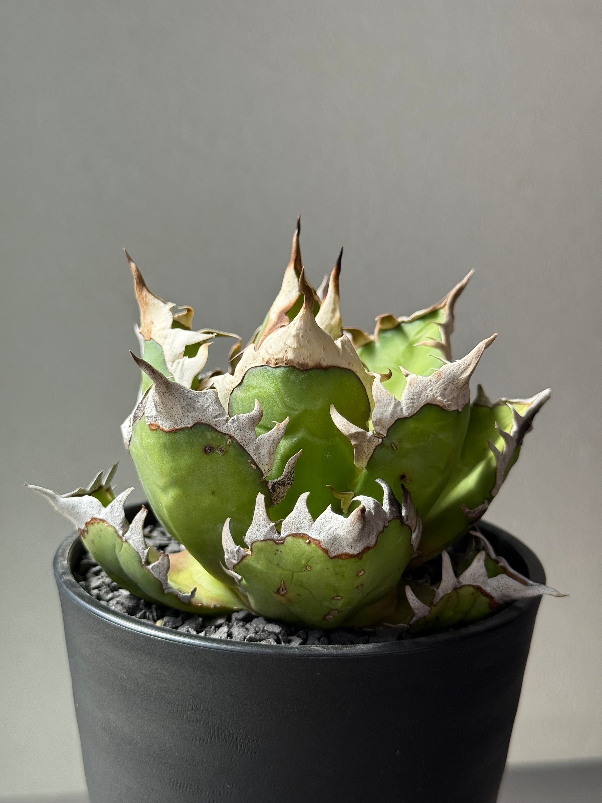 【Stano.Lab】<br>アガベ チタノタ<br> 'レッド　キャッツ' GT-13