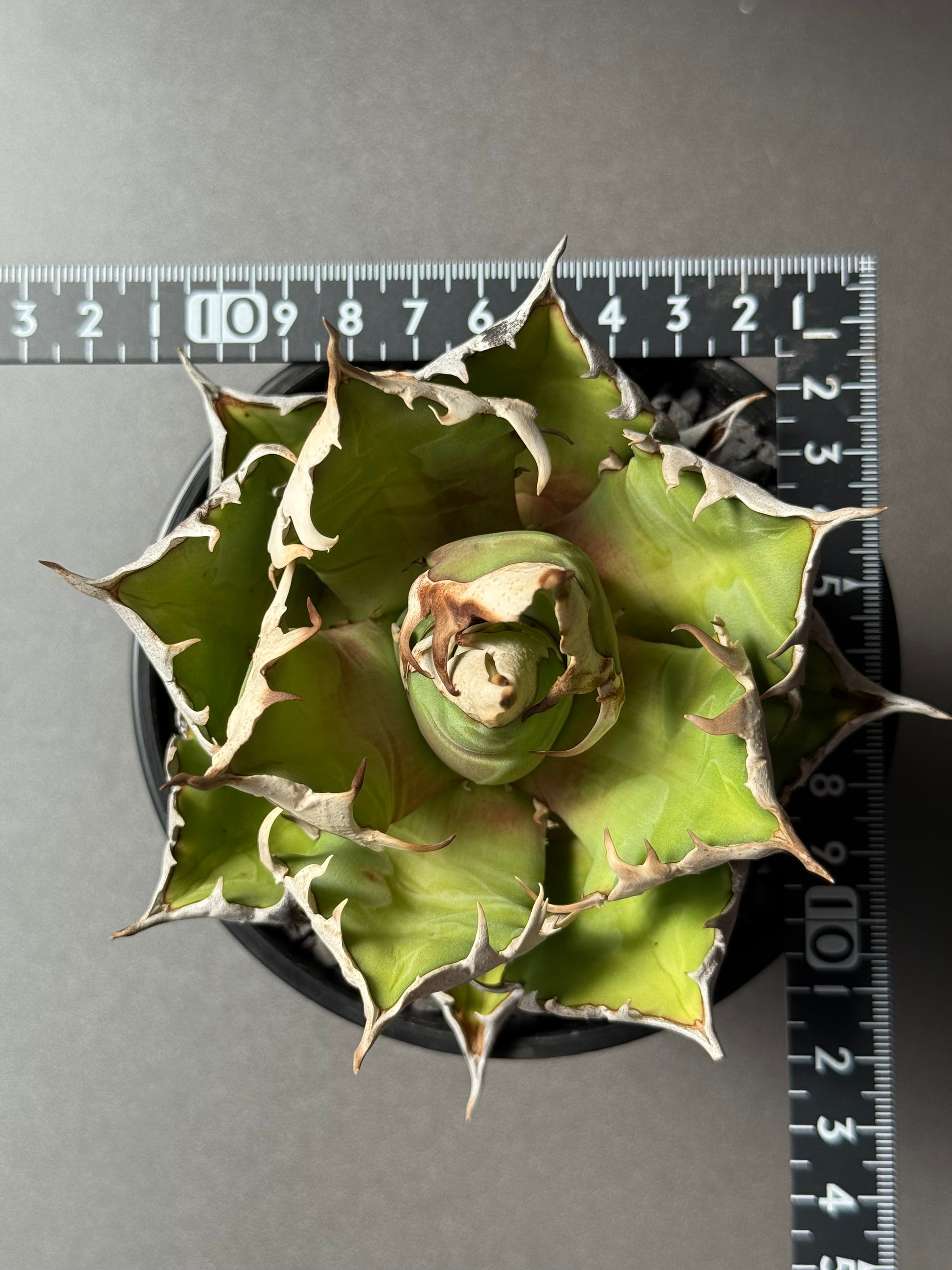 【Stano.Lab】<br>アガベ チタノタ<br> 'レッド　キャッツ' GT-13