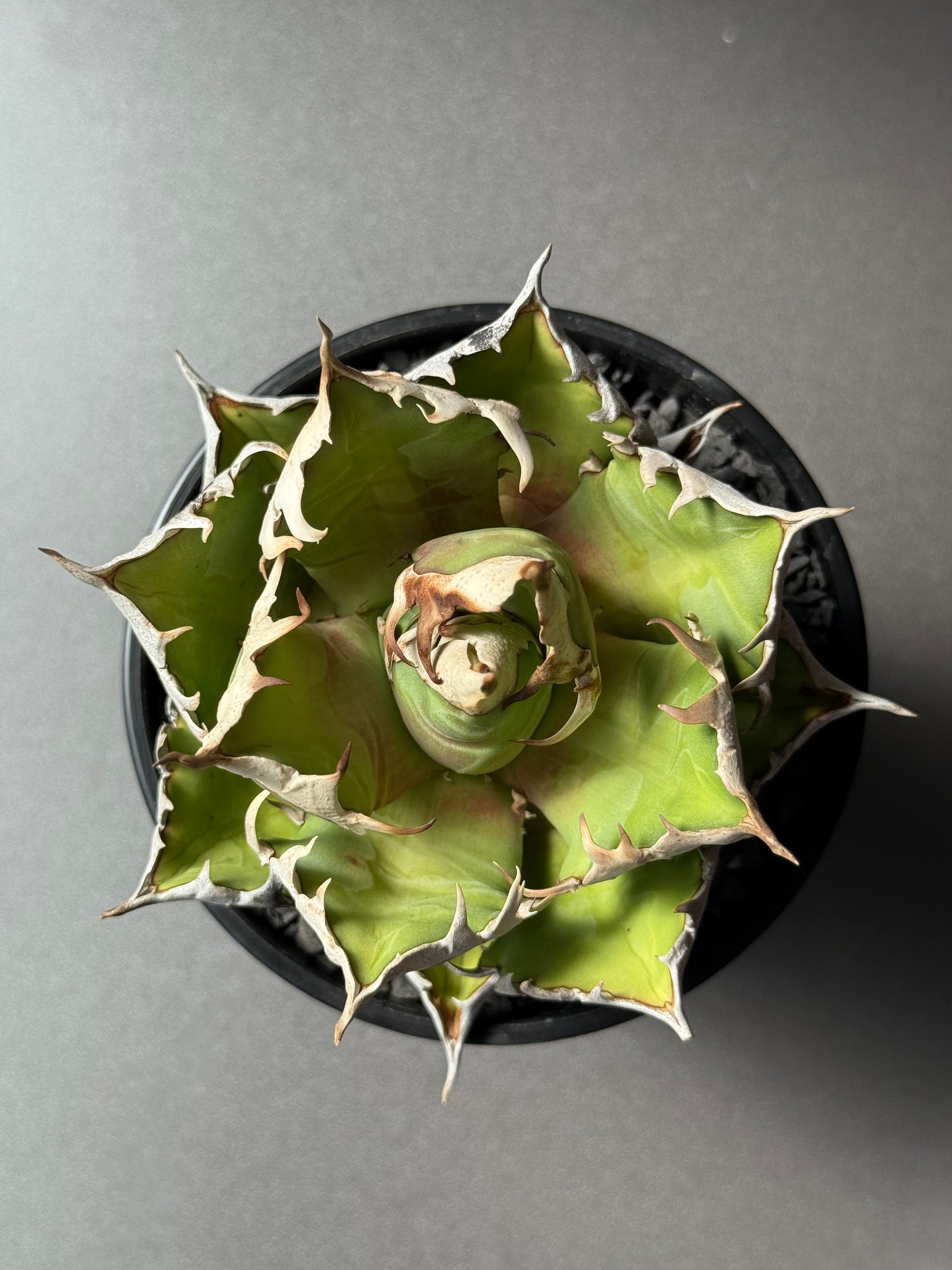 【Stano.Lab】<br>アガベ チタノタ<br> 'レッド　キャッツ' GT-13