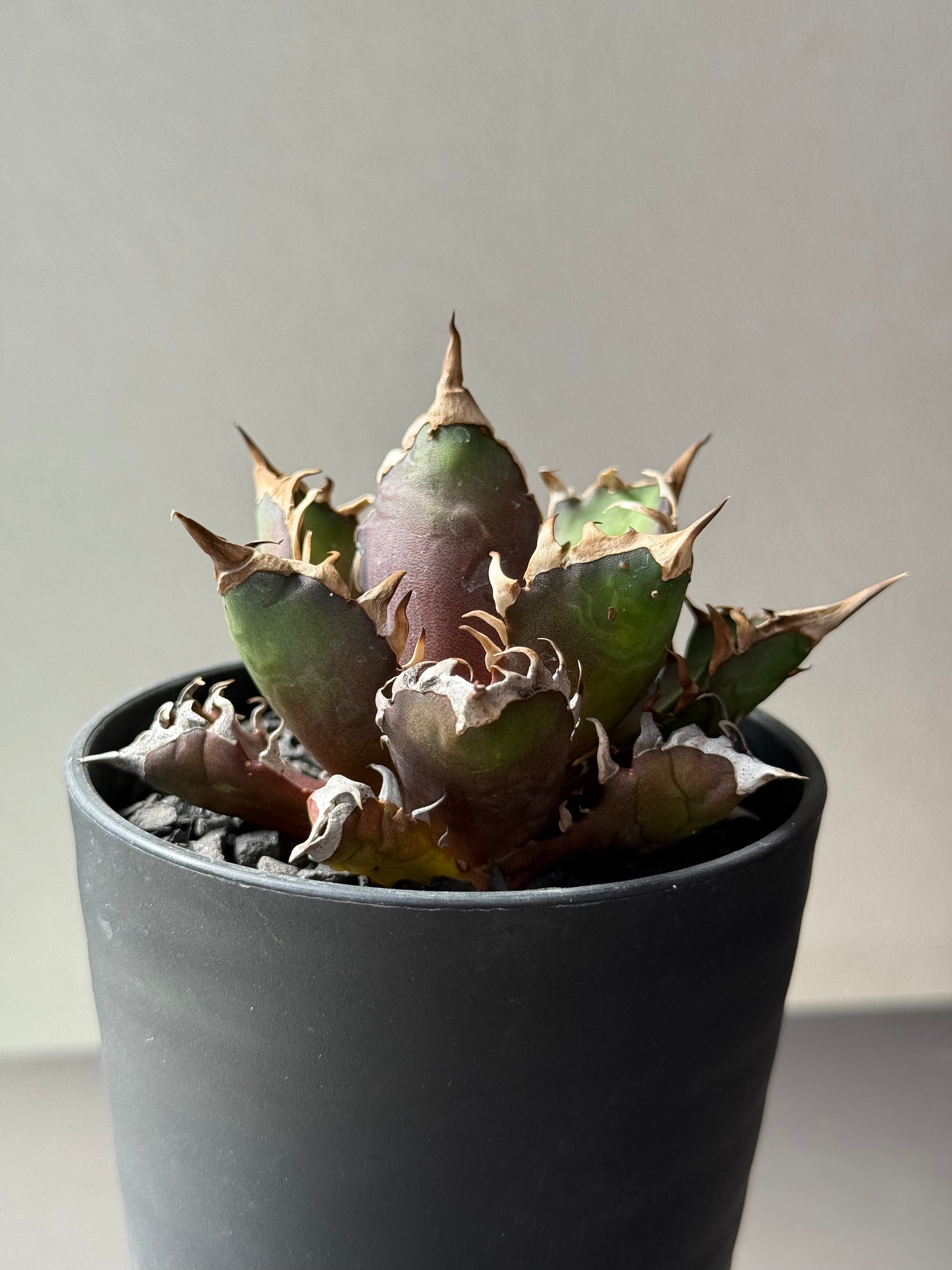 【Stano.Lab】<br>アガベ チタノタ<br> 'レッド　キャッツ' GT-14