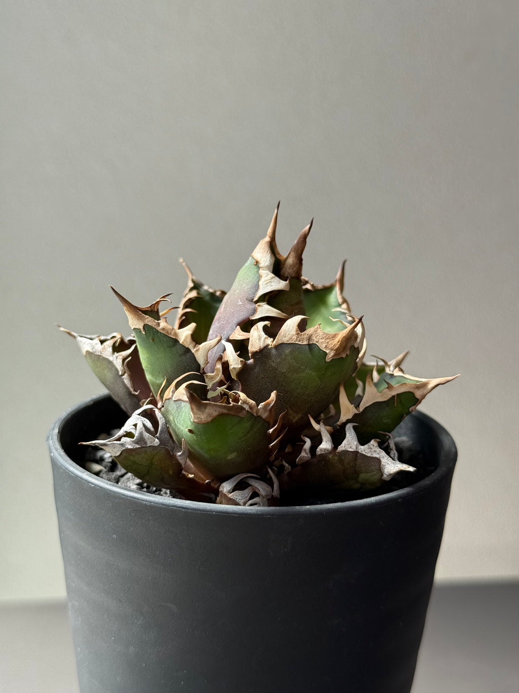 【Stano.Lab】<br>アガベ チタノタ<br> 'レッド　キャッツ' GT-14