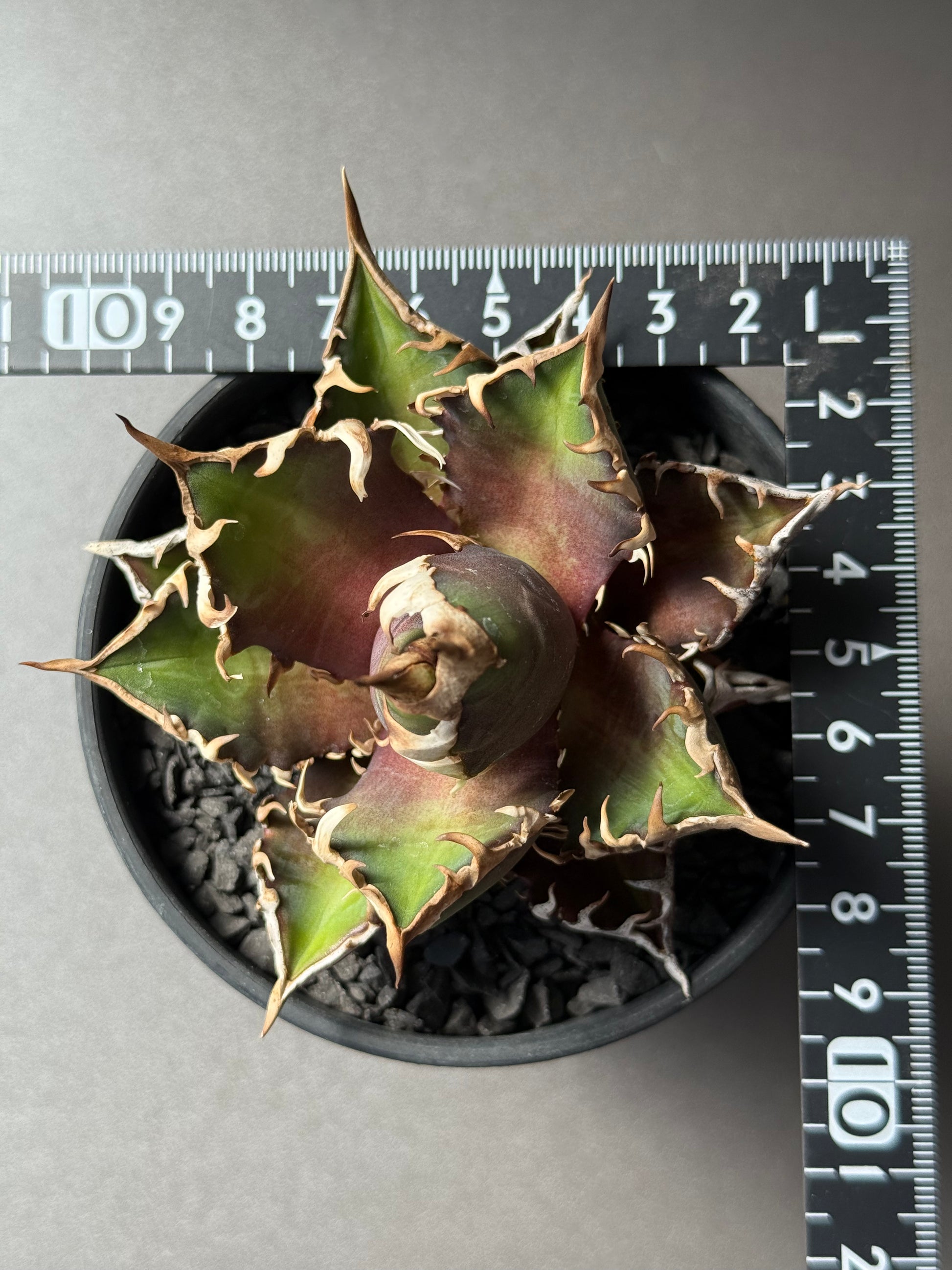 【Stano.Lab】<br>アガベ チタノタ<br> 'レッド　キャッツ' GT-14