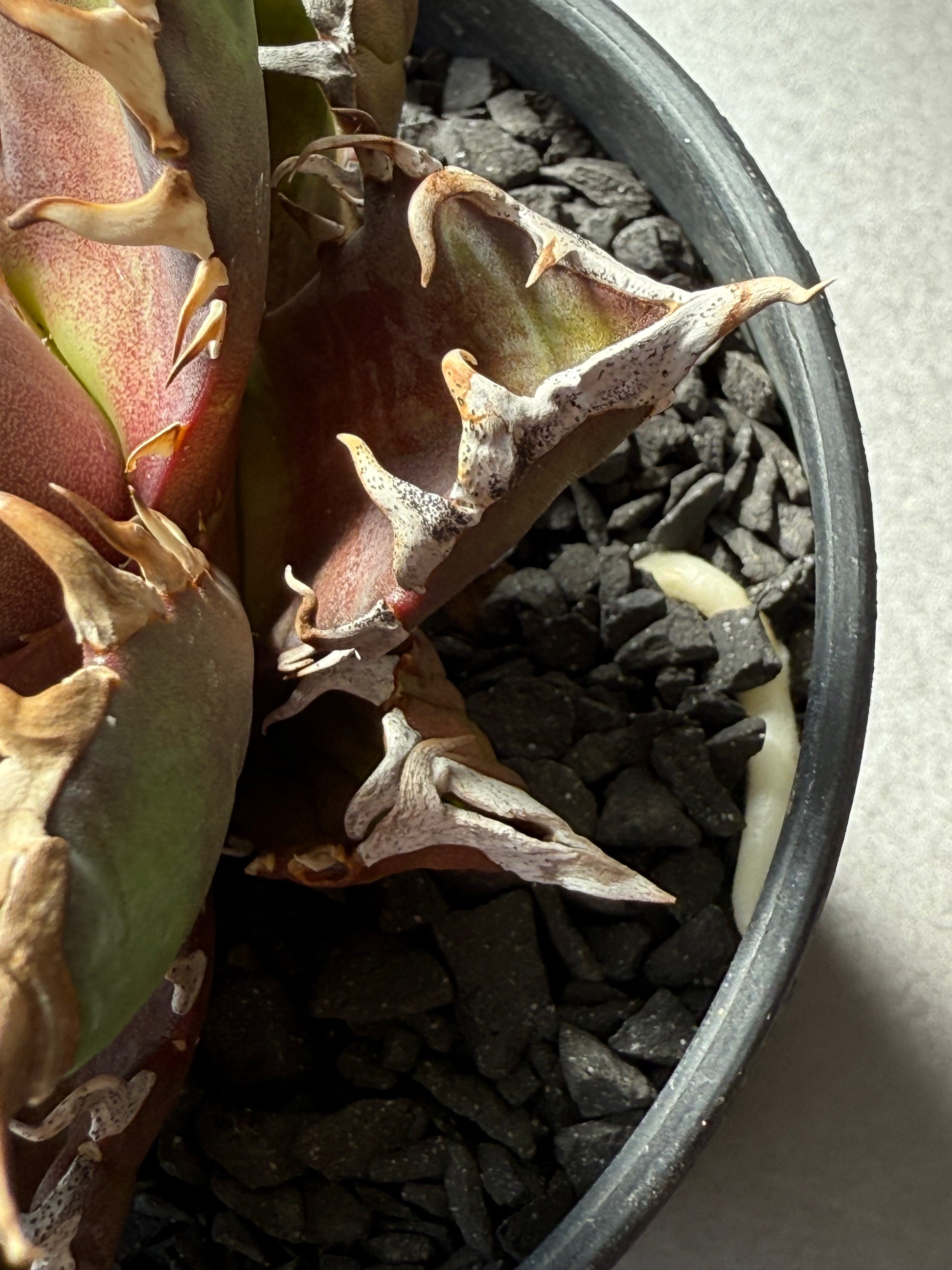 【Stano.Lab】<br>アガベ チタノタ<br> 'レッド　キャッツ' GT-14