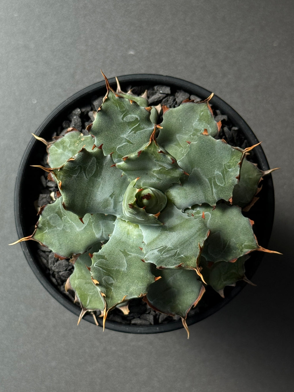 【Stano.Lab】<br>アガベ ハイブリッド<br> 'ヒメサソリガニ'