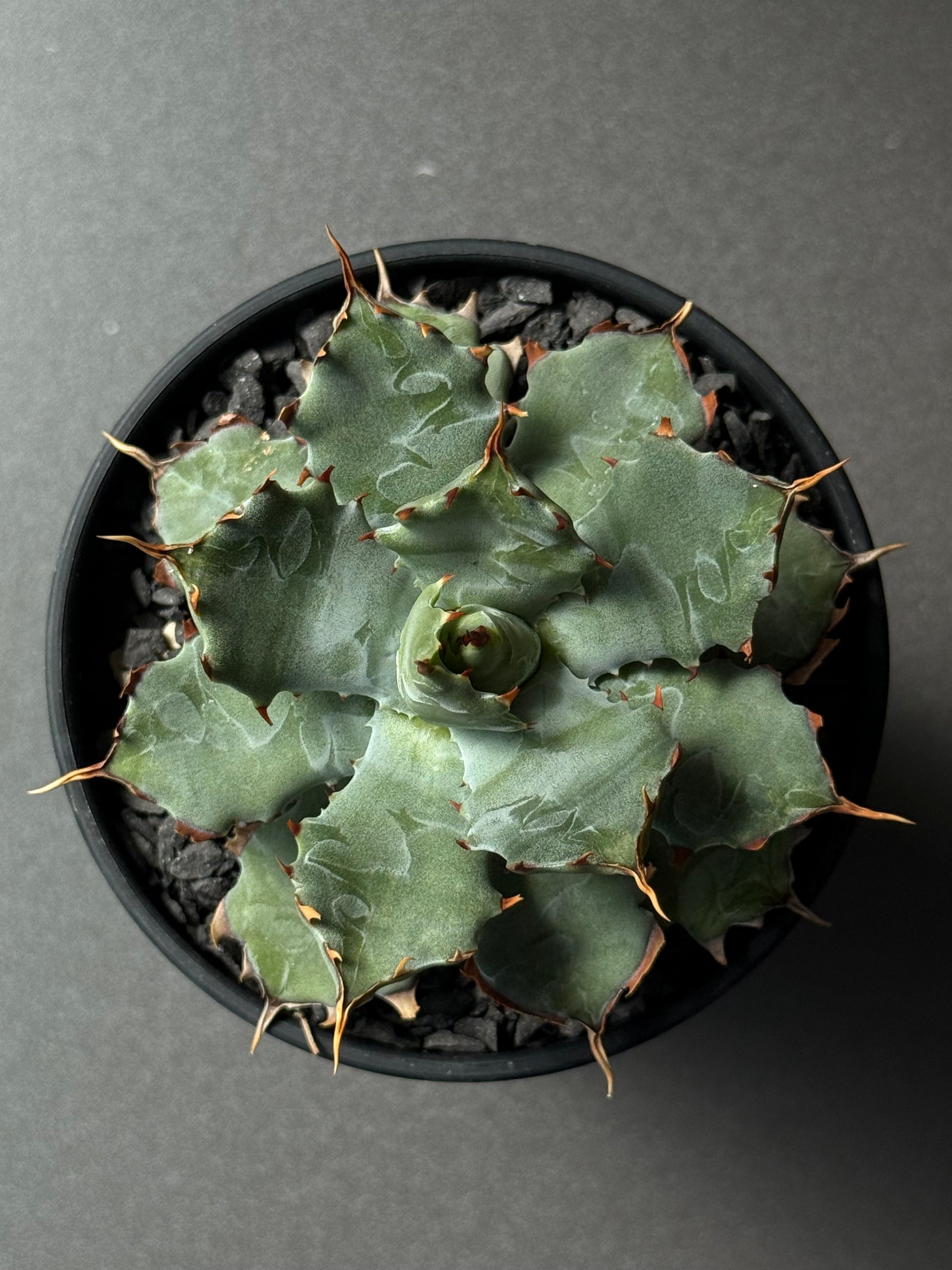 【Stano.Lab】<br>アガベ ハイブリッド<br> 'ヒメサソリガニ'