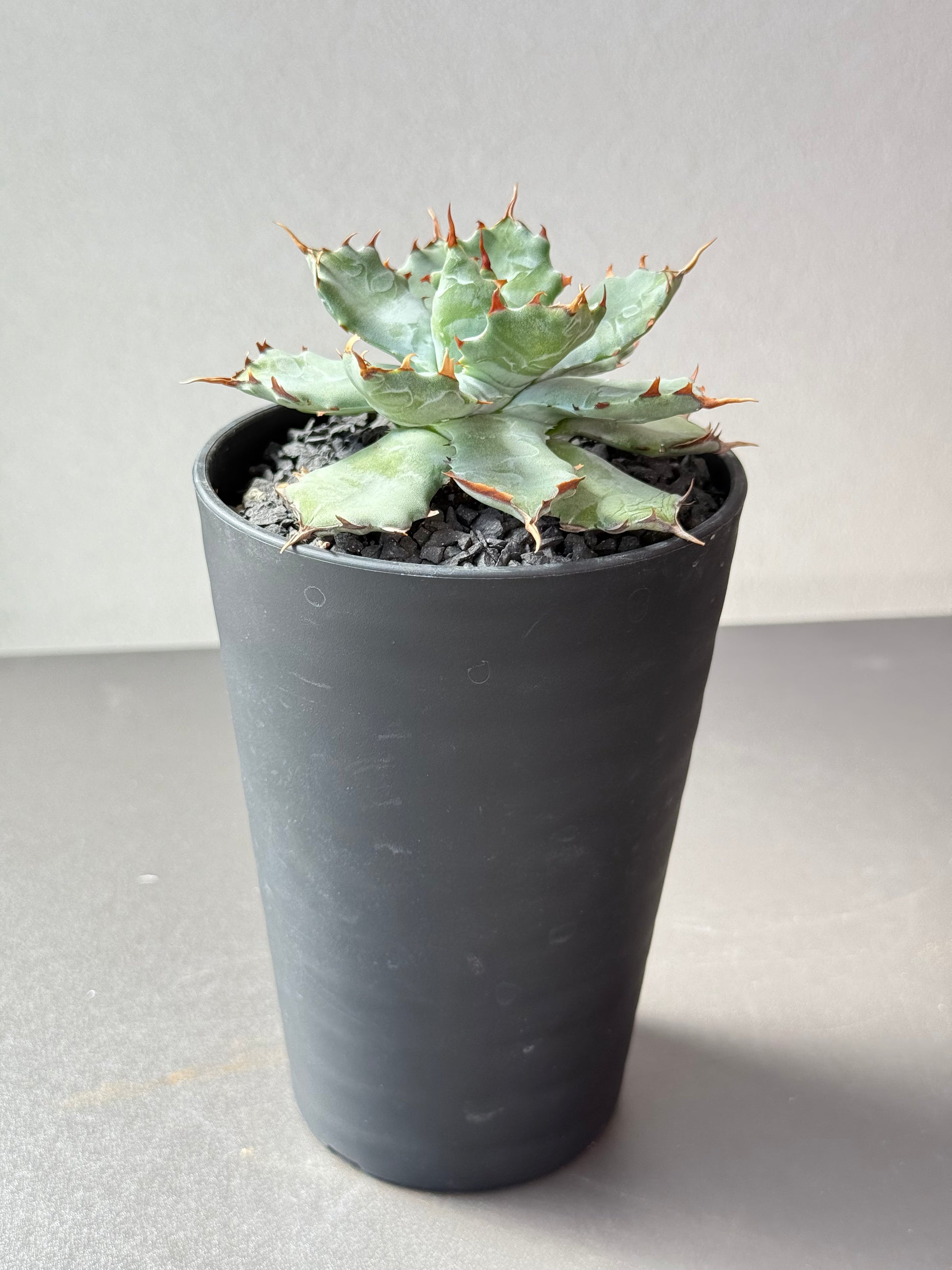 【Stano.Lab】<br>アガベ ハイブリッド<br> 'ヒメサソリガニ'