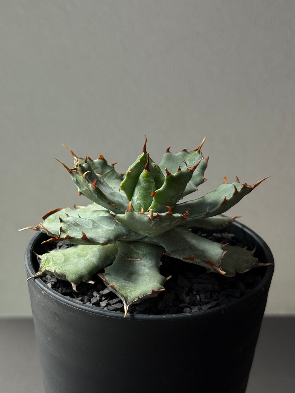 【Stano.Lab】<br>アガベ ハイブリッド<br> 'ヒメサソリガニ'