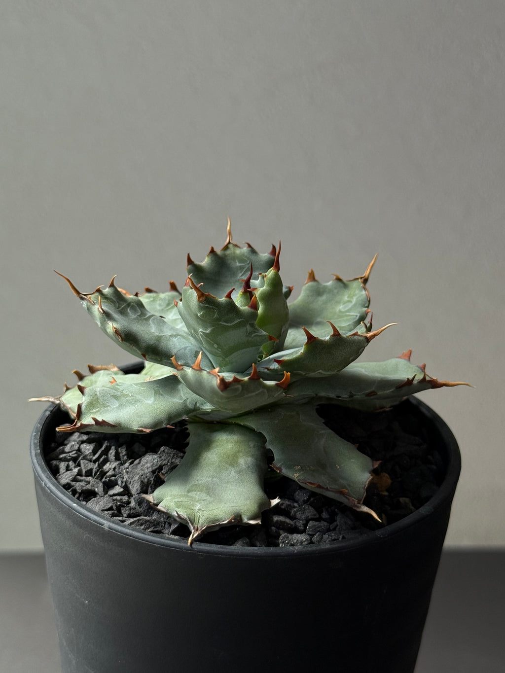 【Stano.Lab】<br>アガベ ハイブリッド<br> 'ヒメサソリガニ'