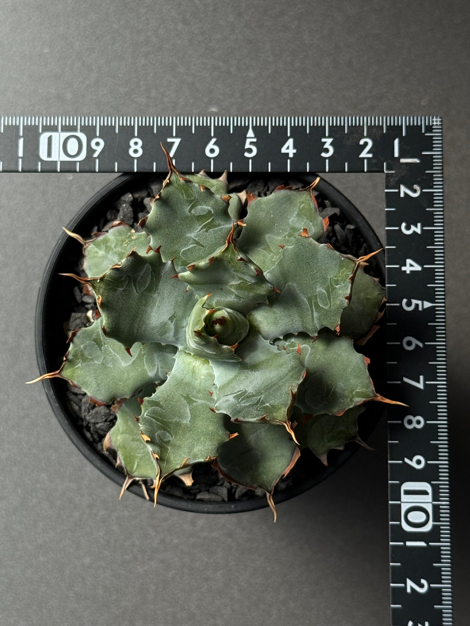 【Stano.Lab】<br>アガベ ハイブリッド<br> 'ヒメサソリガニ'