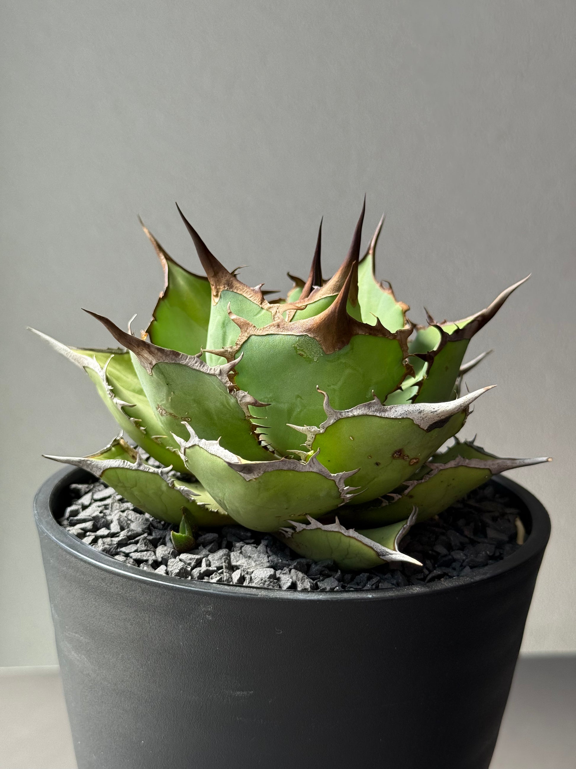 【Stano.Lab】<br>アガベ チタノタ<br> 'パンダ' GT-18