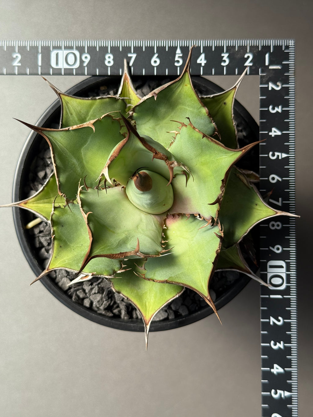 【Stano.Lab】<br>アガベ チタノタ<br> 'パンダ' GT-19