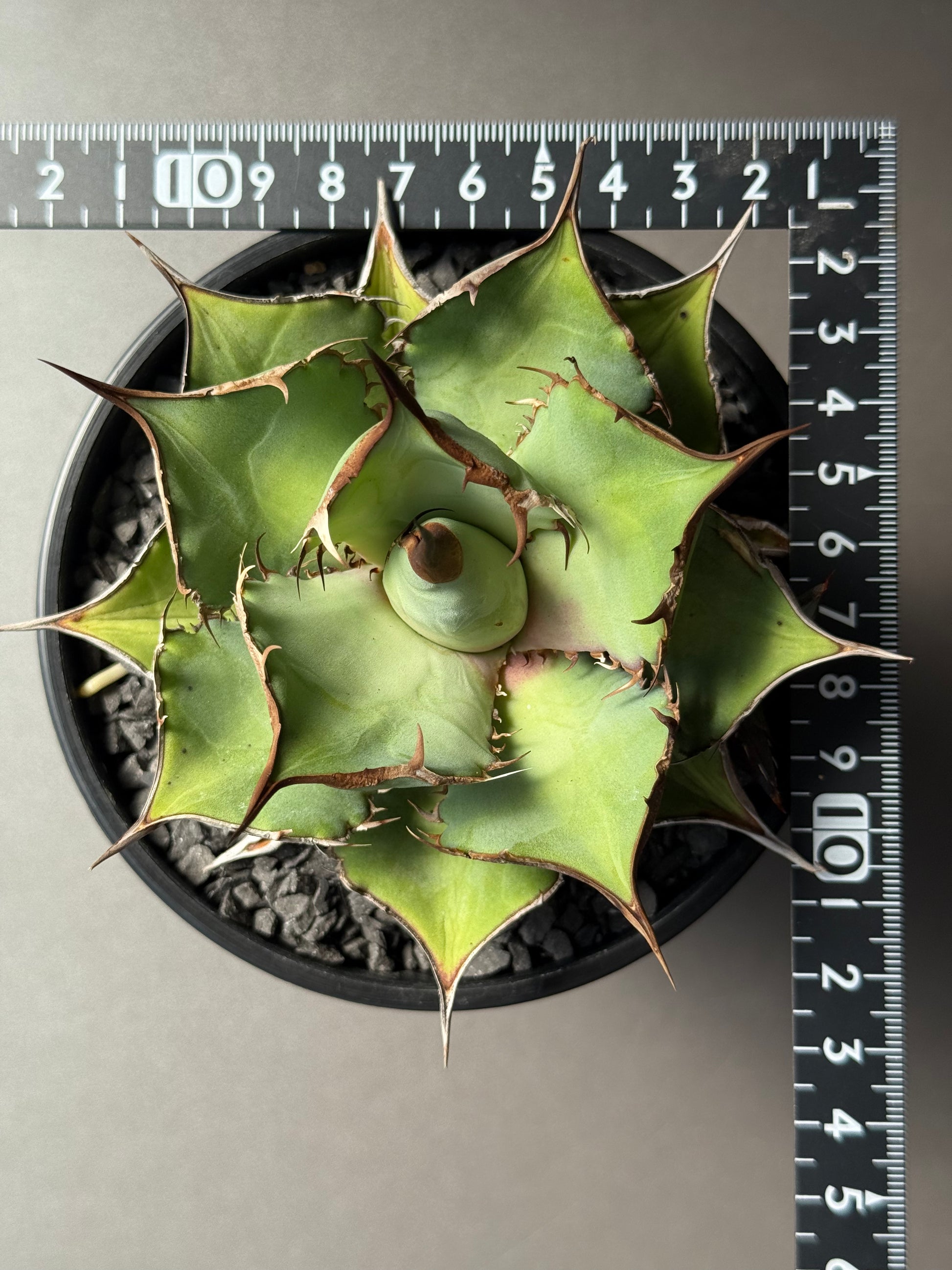 【Stano.Lab】<br>アガベ チタノタ<br> 'パンダ' GT-19