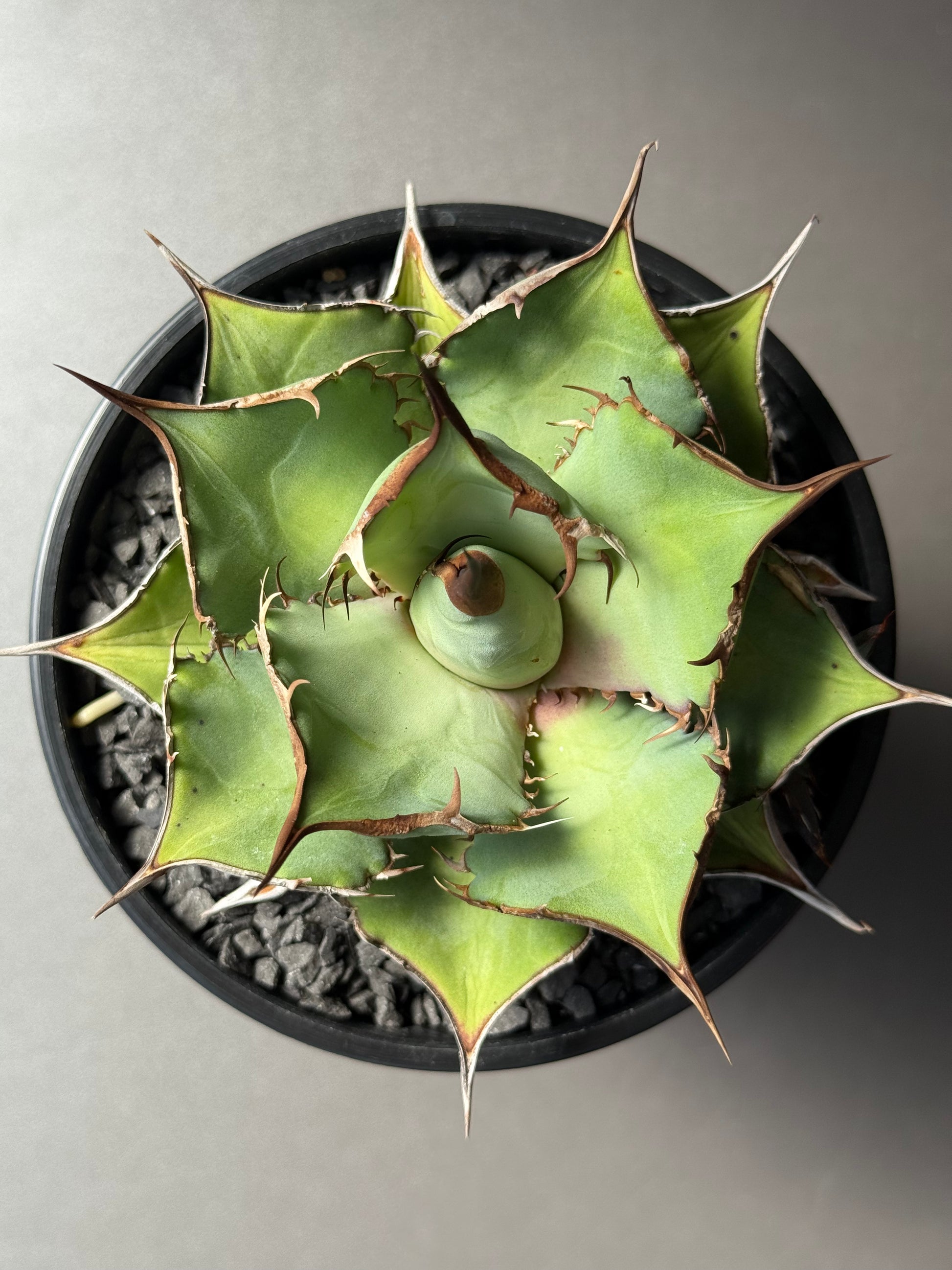 【Stano.Lab】<br>アガベ チタノタ<br> 'パンダ' GT-19