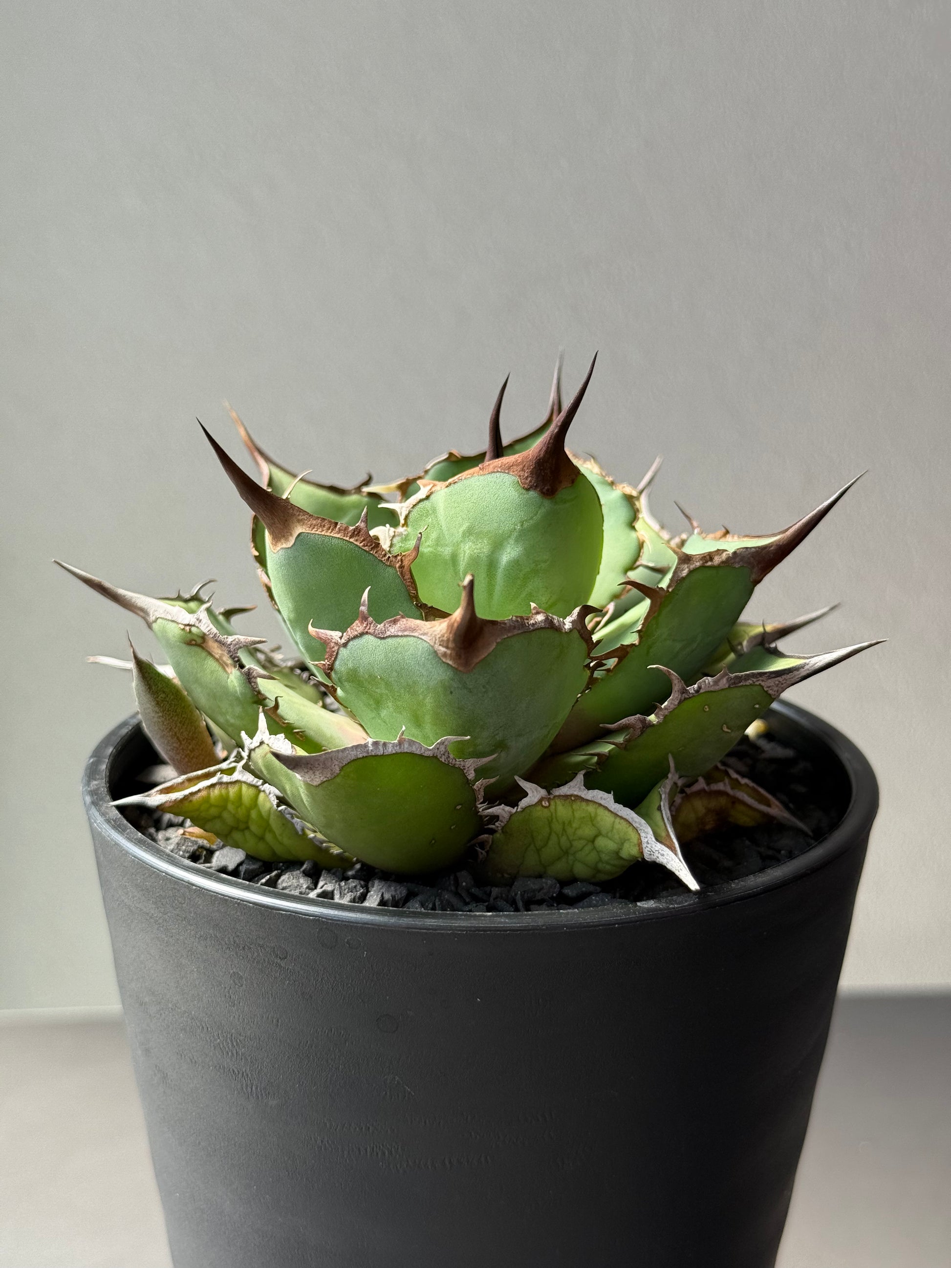 【Stano.Lab】<br>アガベ チタノタ<br> 'パンダ' GT-19