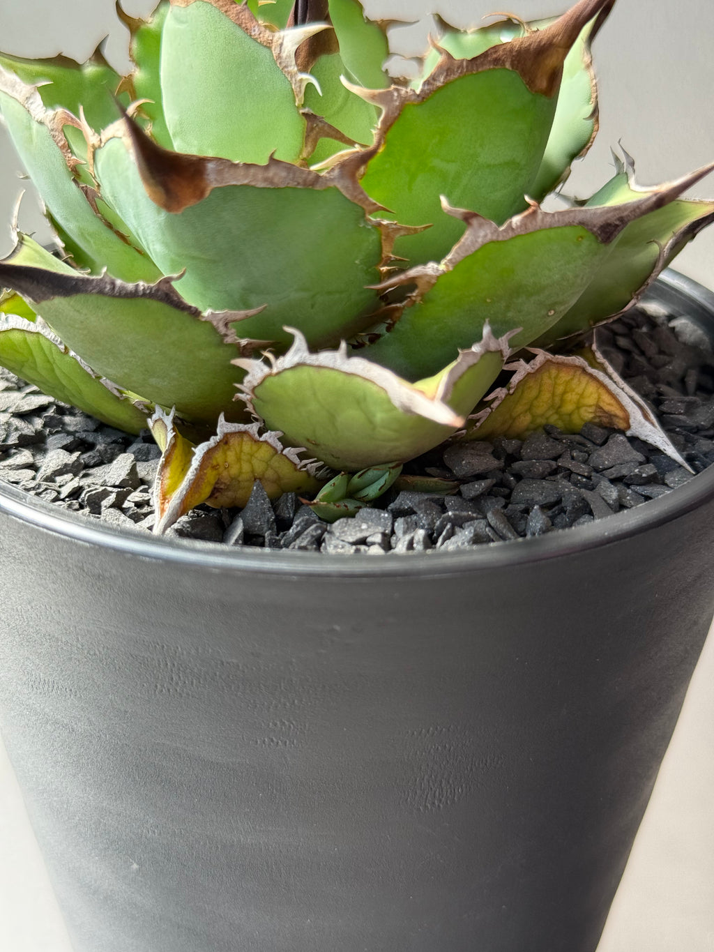 【Stano.Lab】<br>アガベ チタノタ<br> 'パンダ' GT-19