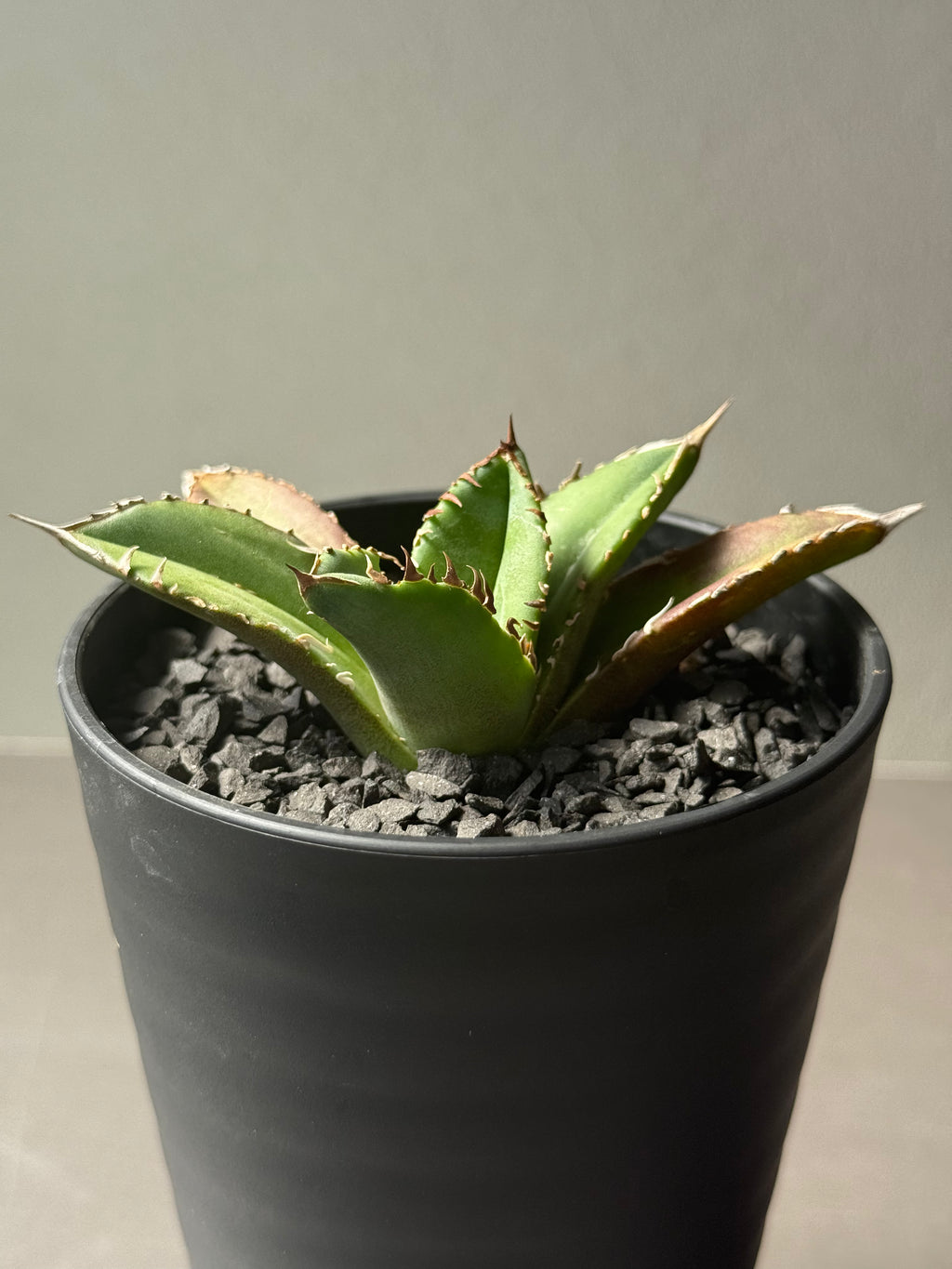 【Stano.Lab】<br>アガベ チタノタ <br>'クラウン'