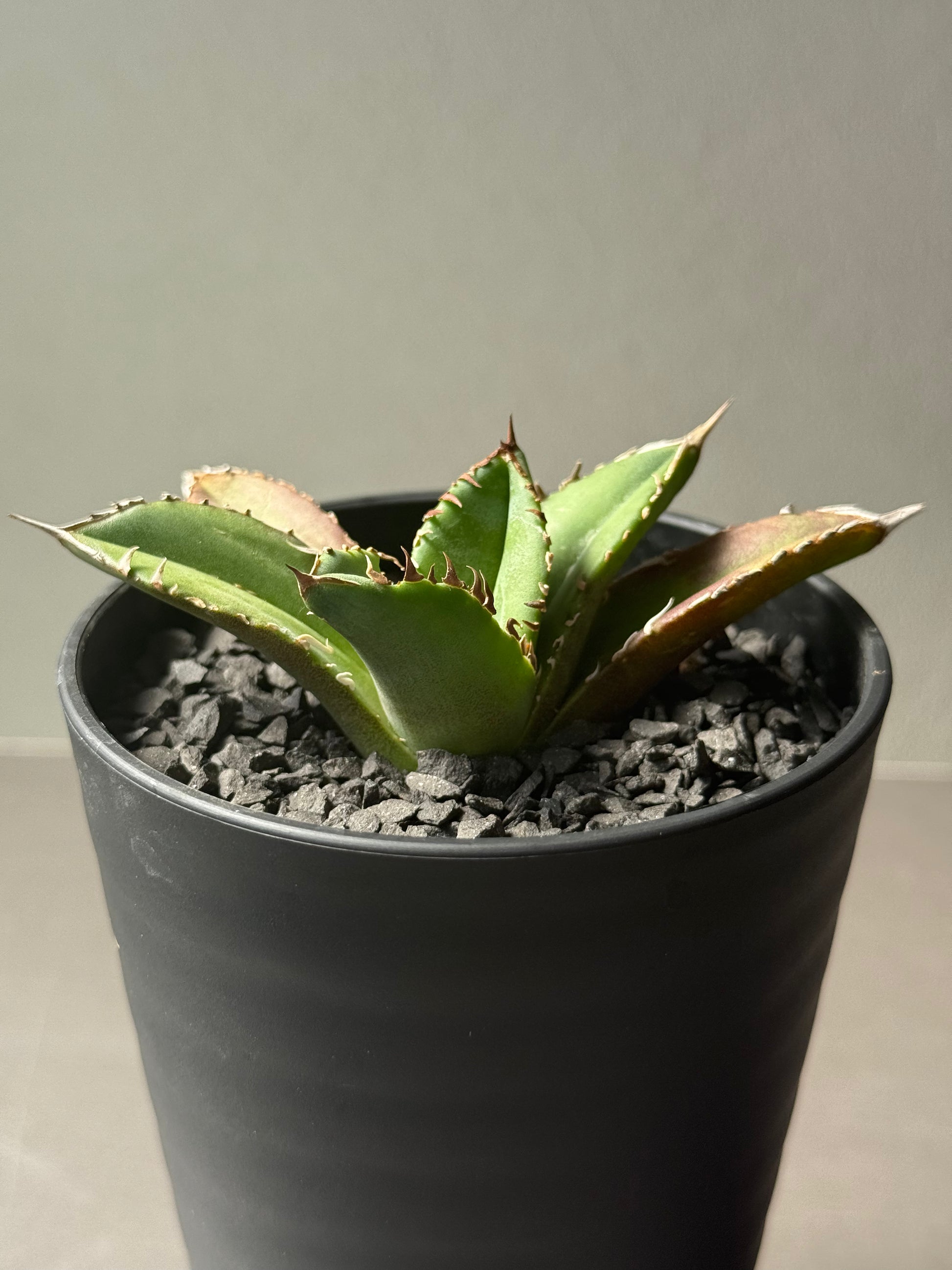 【Stano.Lab】<br>アガベ チタノタ <br>'クラウン'