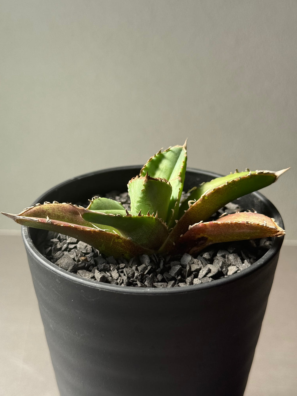 【Stano.Lab】<br>アガベ チタノタ <br>'クラウン'