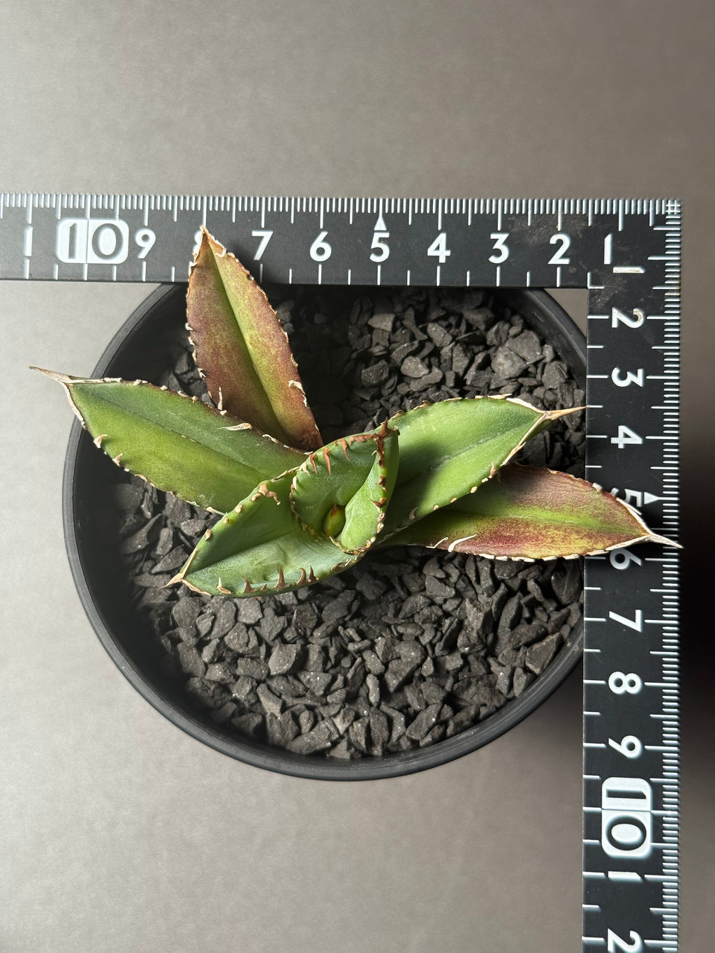 【Stano.Lab】<br>アガベ チタノタ <br>'クラウン'